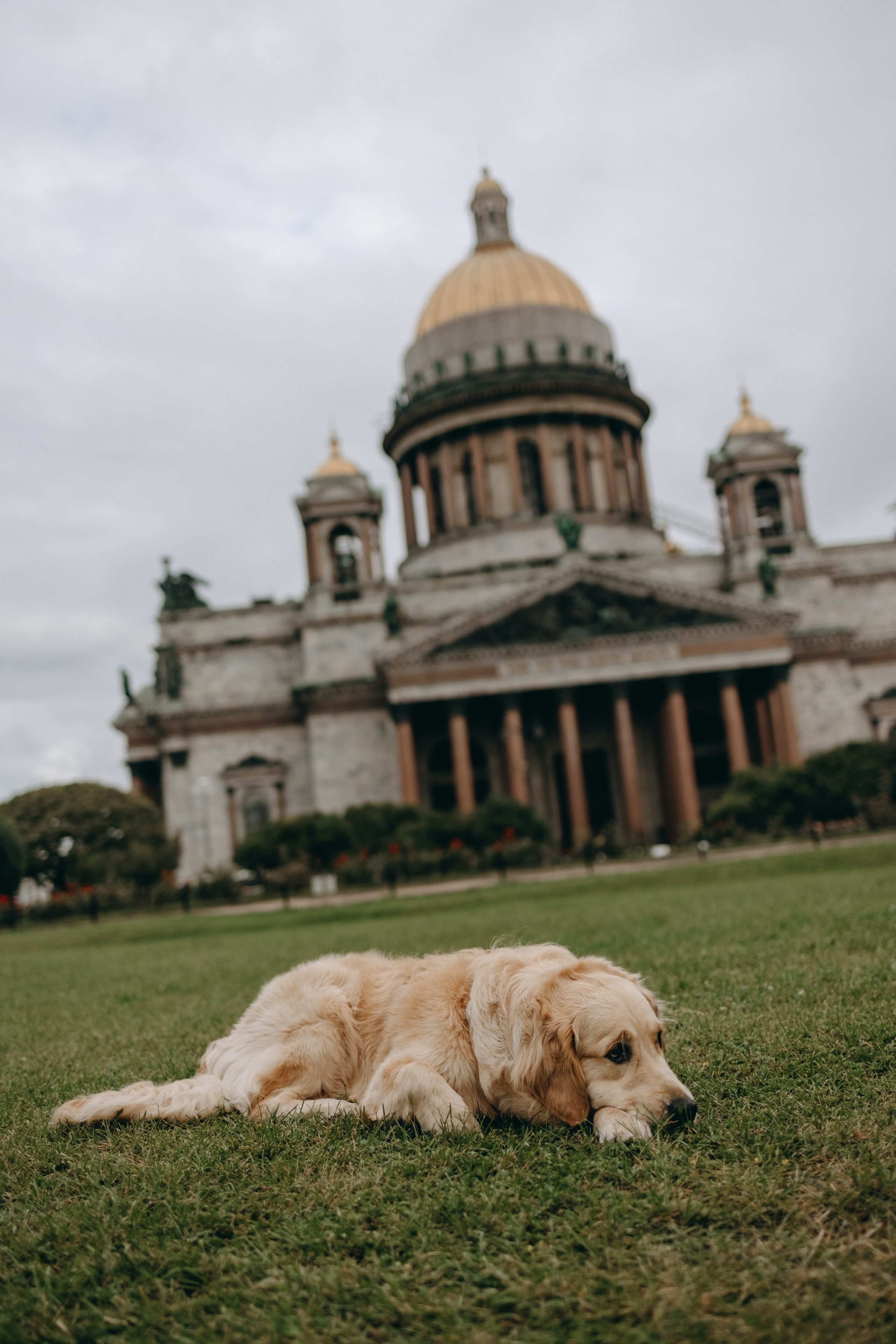 Бетти и ее семья. Фотограф — Анималист | Санкт-Петербург