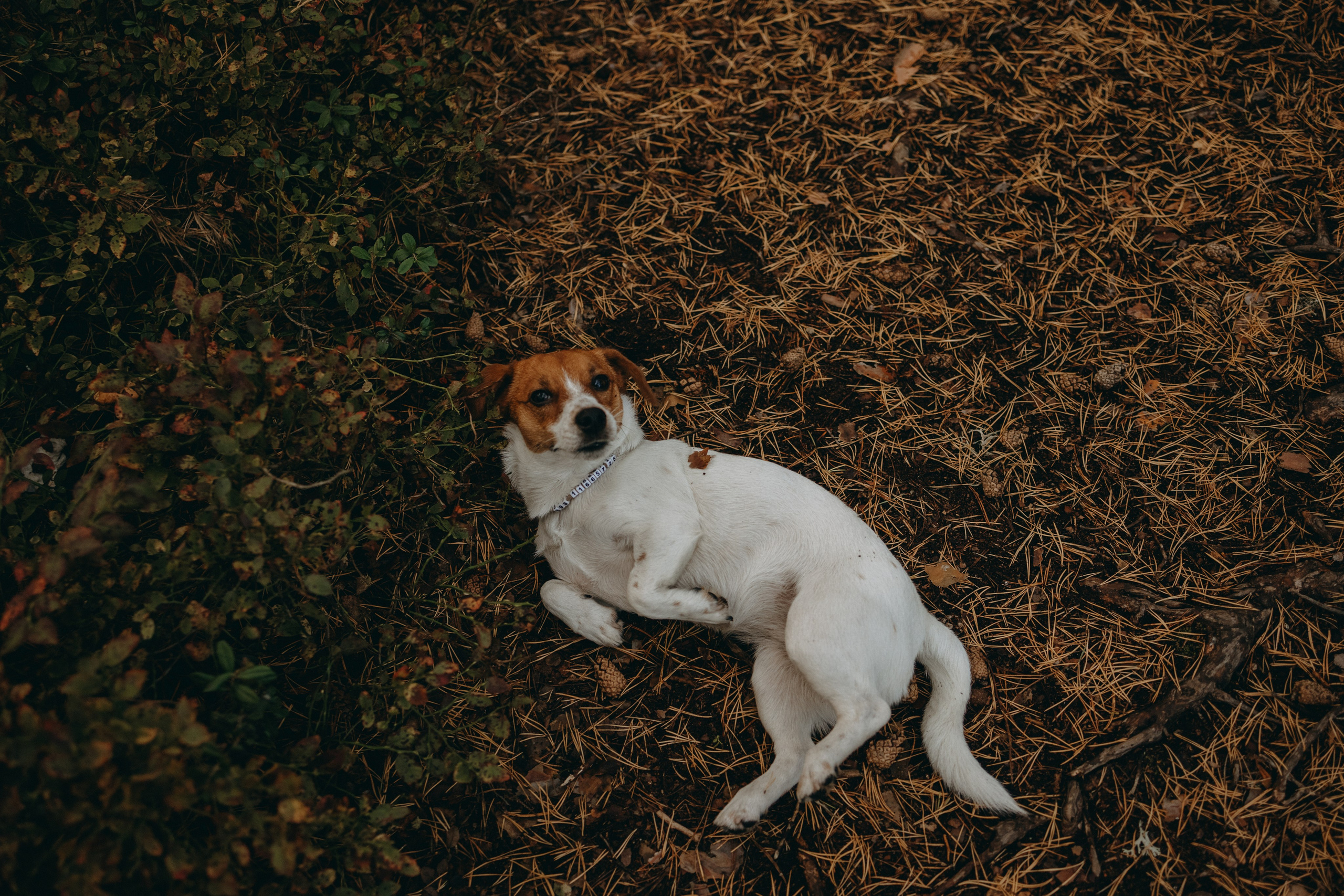 Лея и ее семья. Фотограф — Анималист | Санкт-Петербург