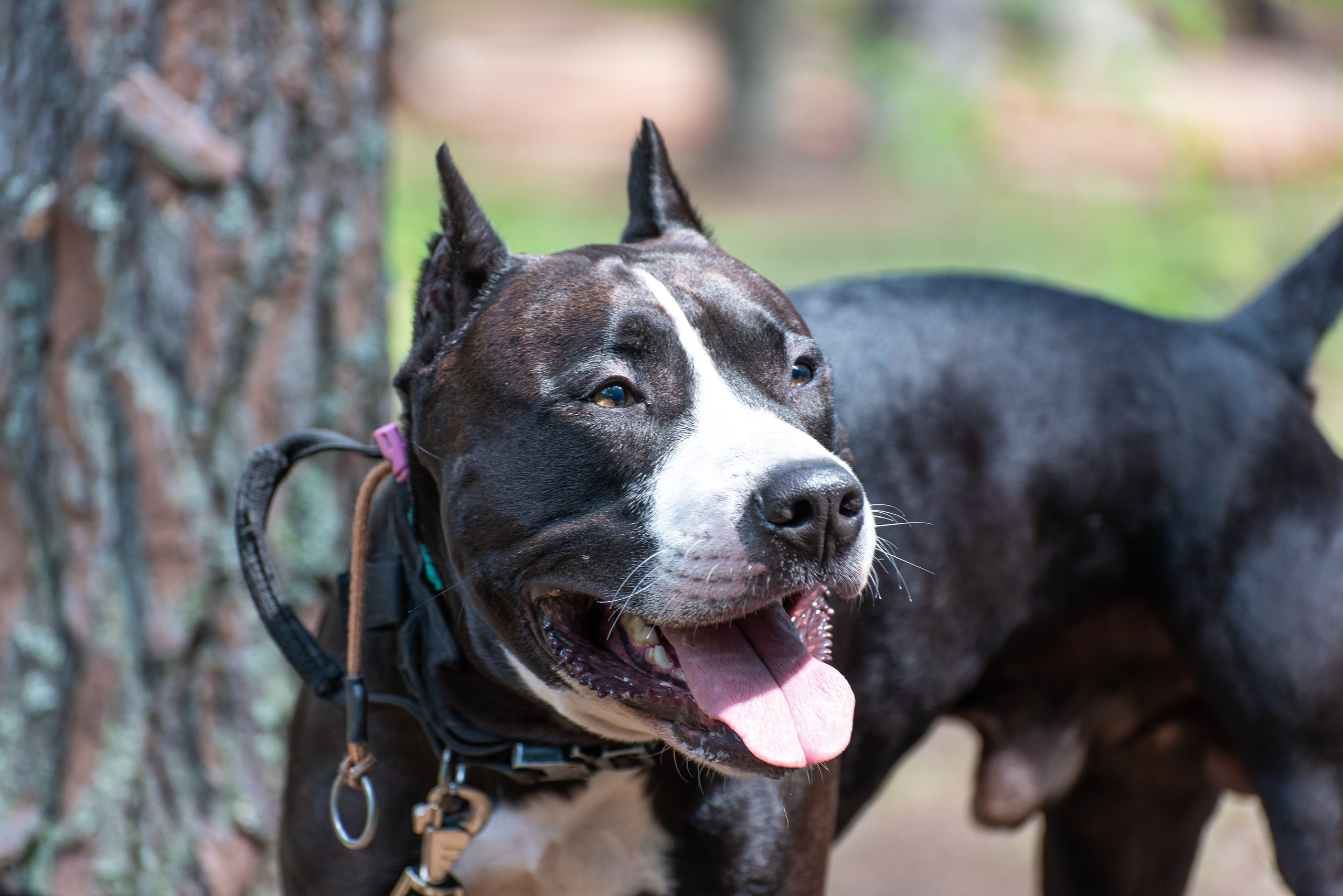 Хвостатые каникулы Детский кинологический лагерь. Фотограф Макс Огурцов в Нижнем Новгороде
