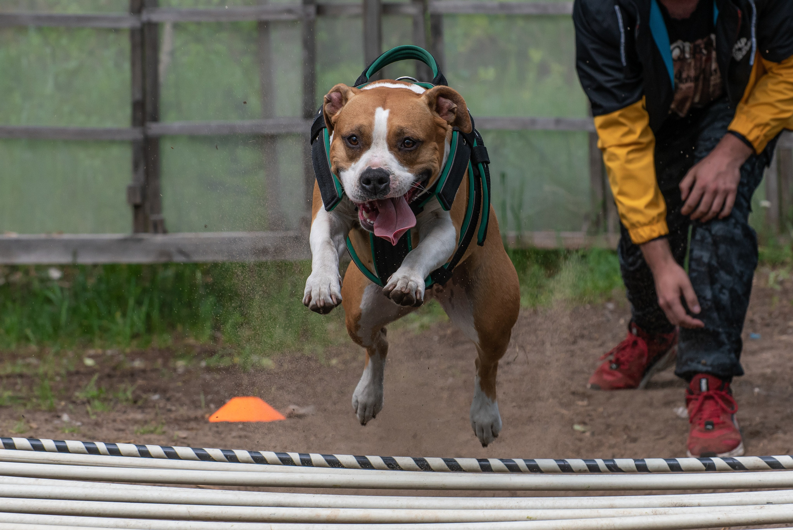 Спортивный фотограф анималист Пит-Стафф многоборье. Фотограф Макс Огурцов в Нижнем Новгороде