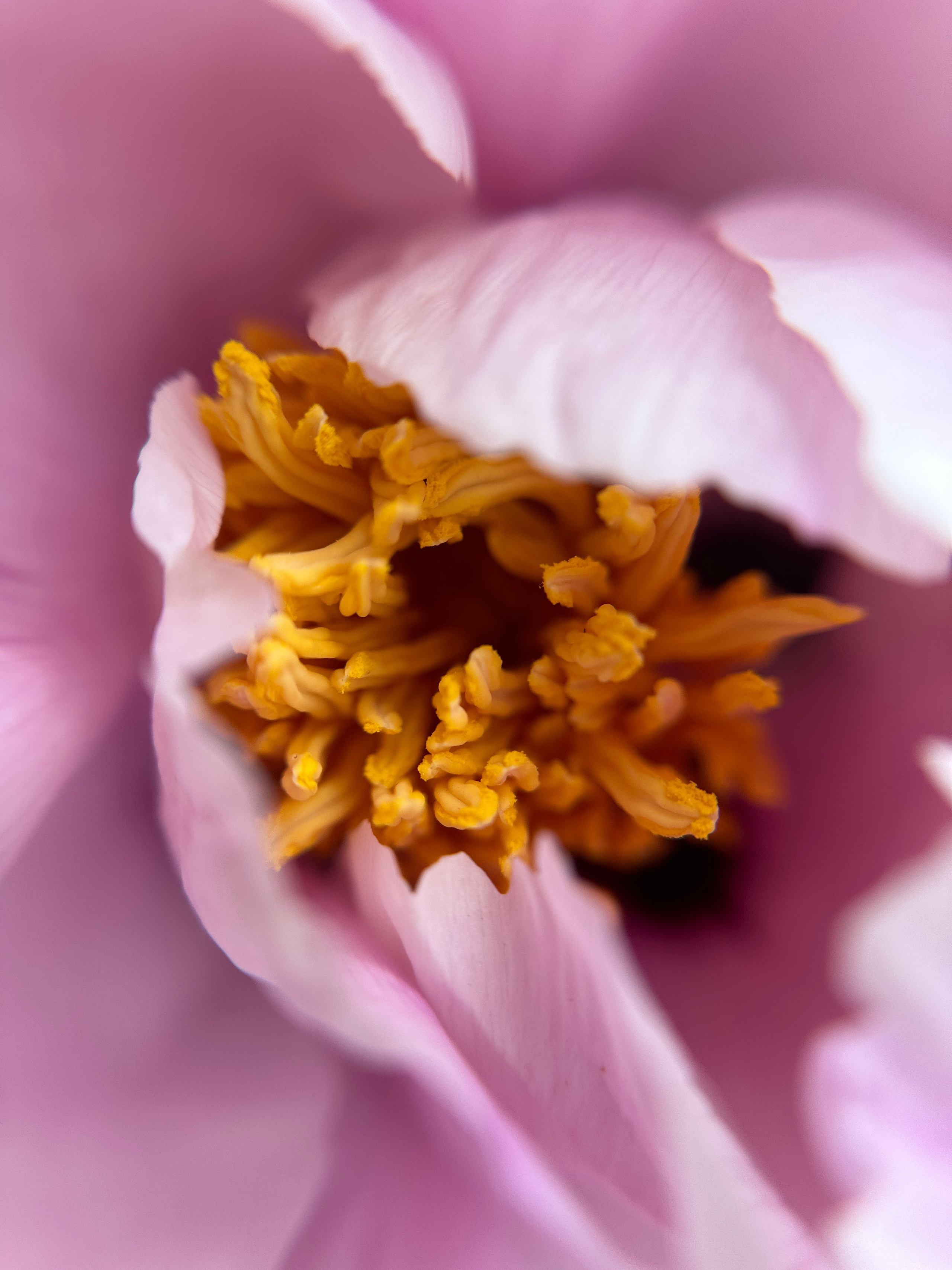 Макро любовь. Смотри, красота!