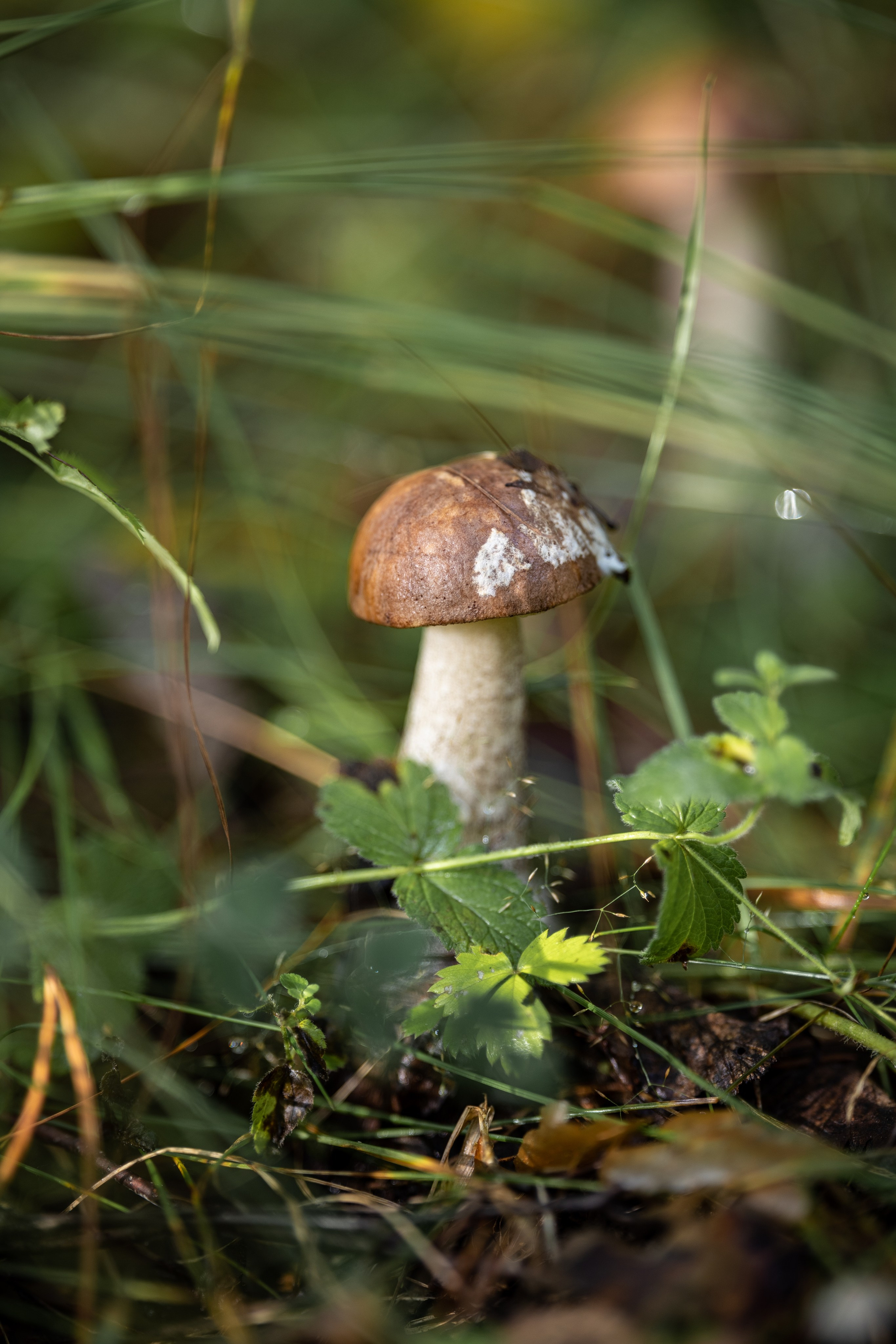 Природные пейзажи. Наталия Клевинскас портретный фотограф в Костроме