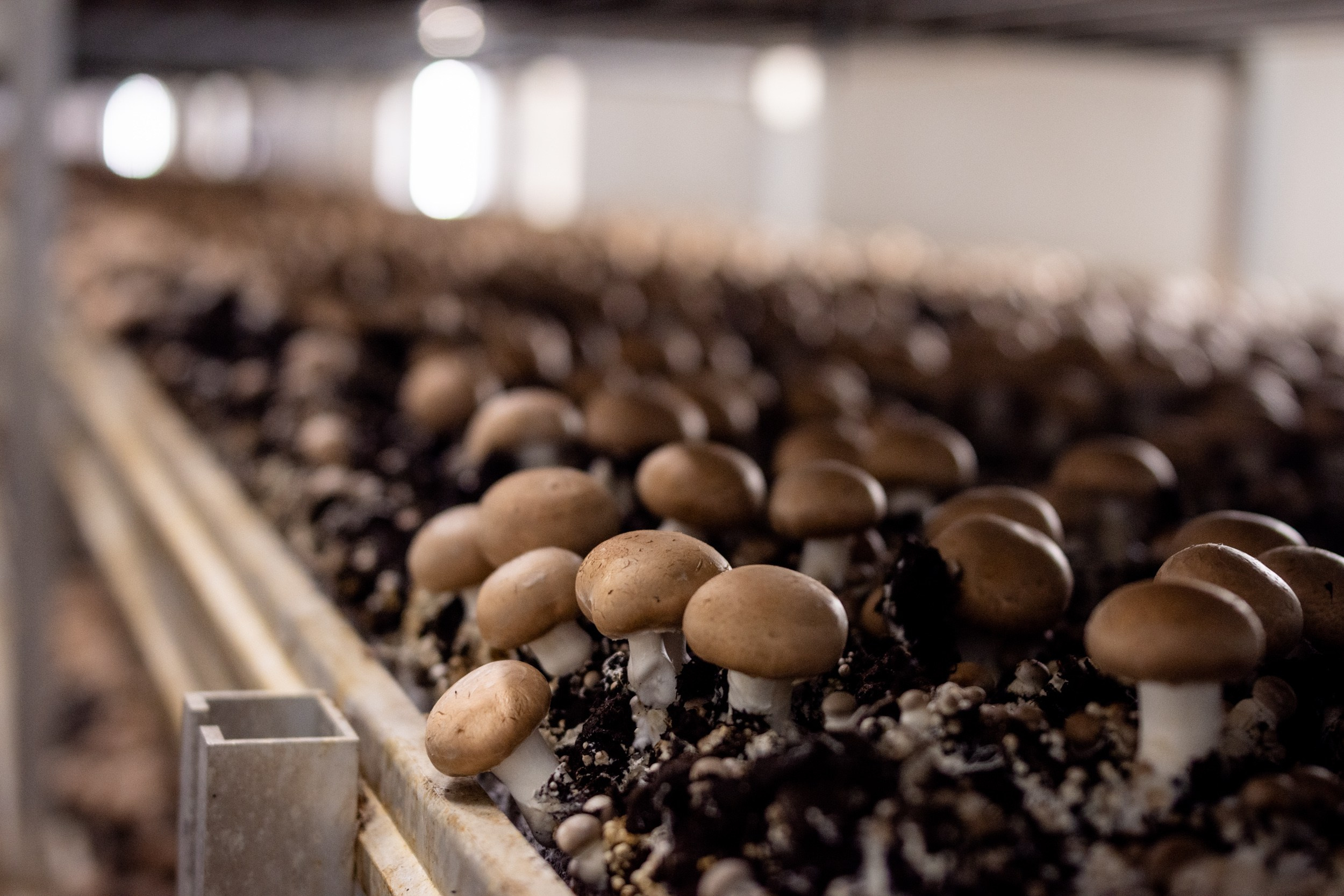 IGS AGRO завод шампиньонов. Коммерческий фотограф в Казани Ксения Добролюбова