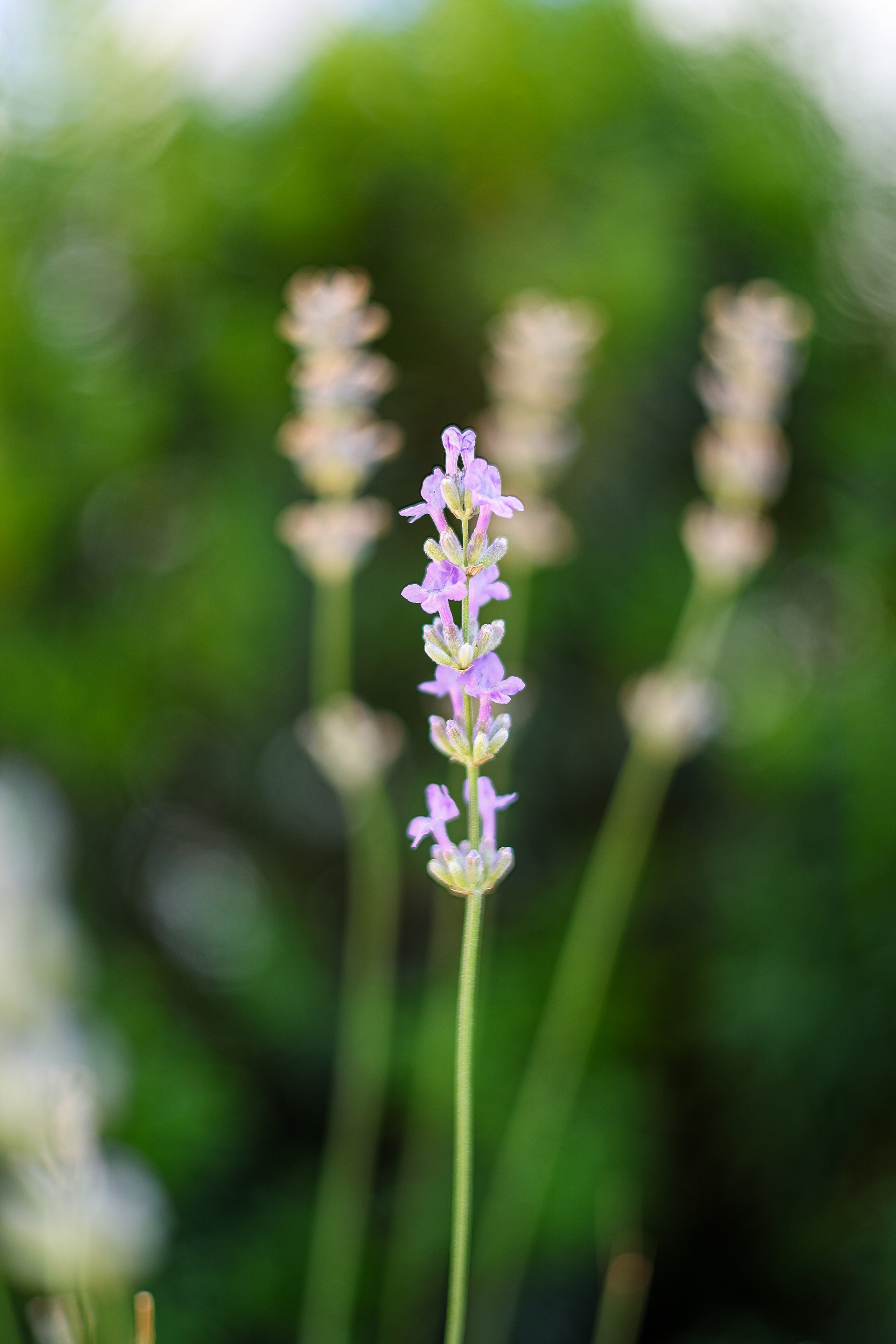 Природа. Be_Legend