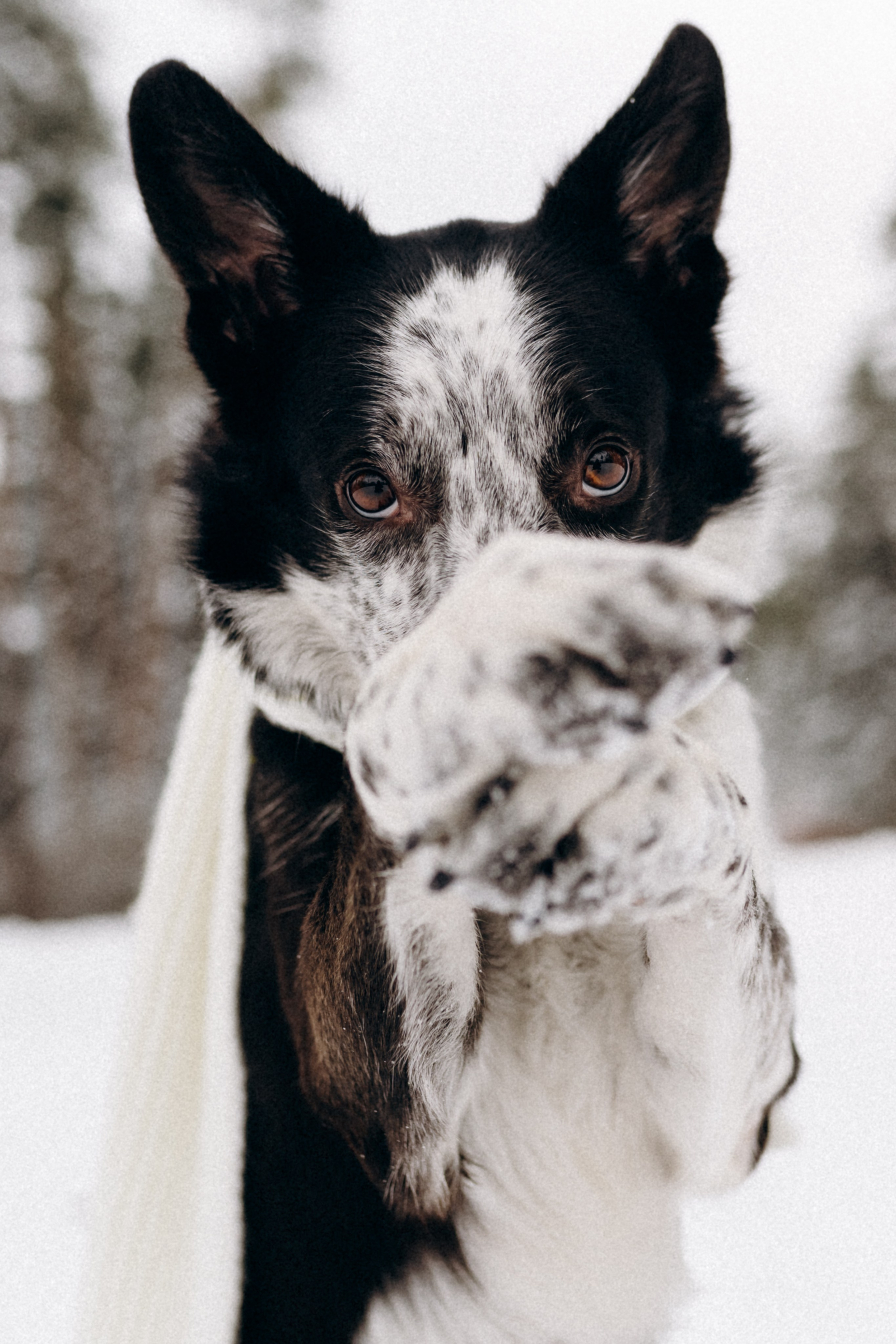 Аня и Милан. Фотограф анималист в Москве Ольга Агушева
