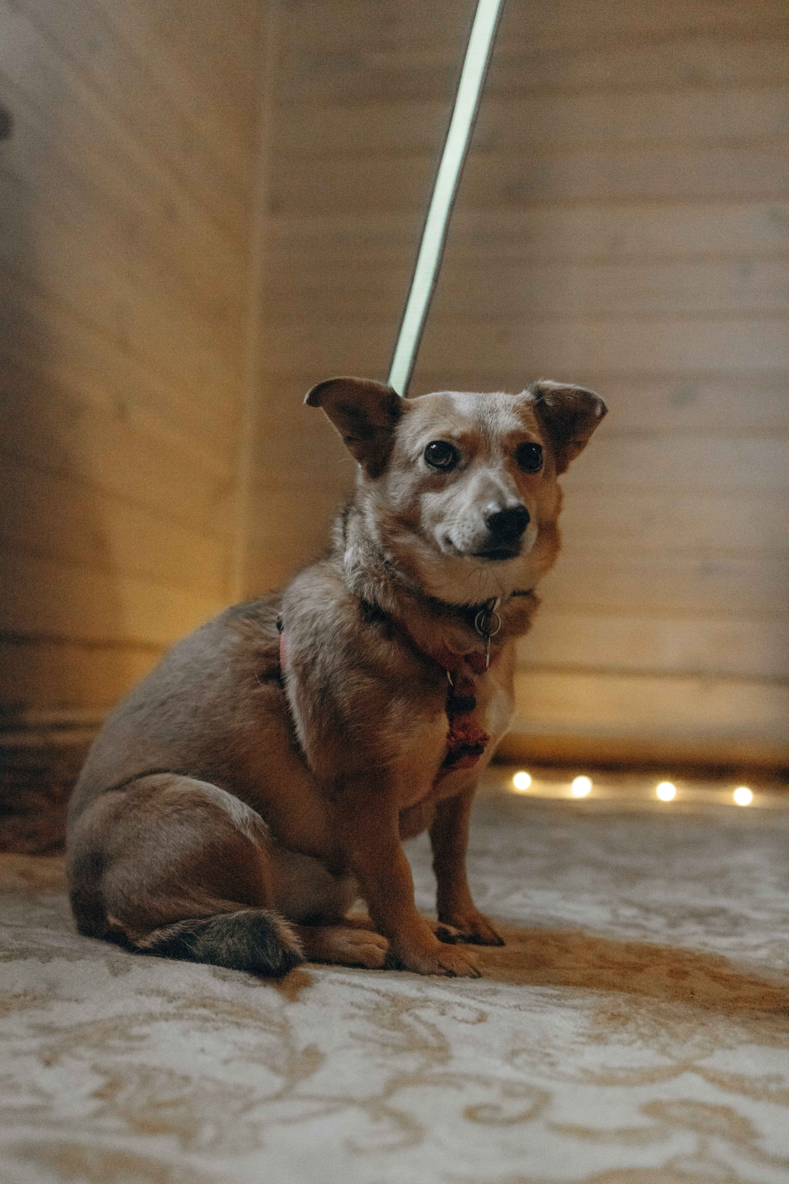 Передержка. Фотограф-анималист в Москве Лера Черноног