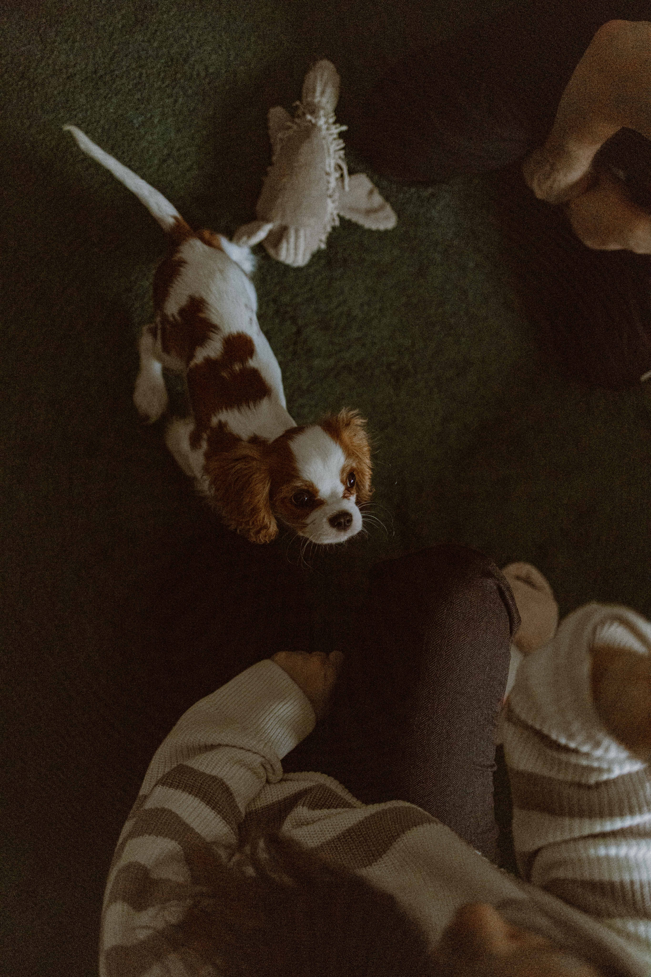 Юля и Кипр. Фотограф-анималист в Москве Лера Черноног