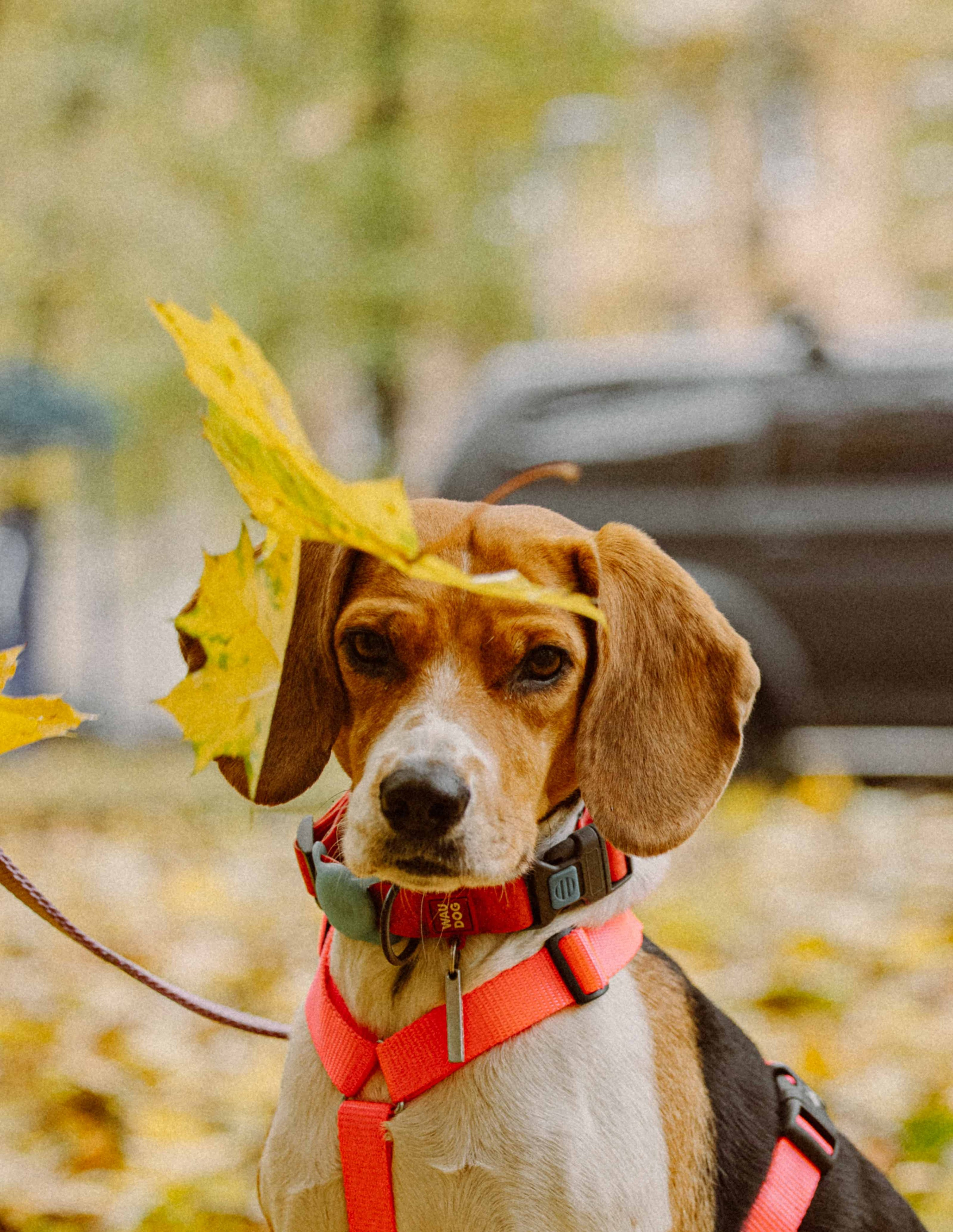 Света и Ива. Фотограф-анималист в Москве Лера Черноног