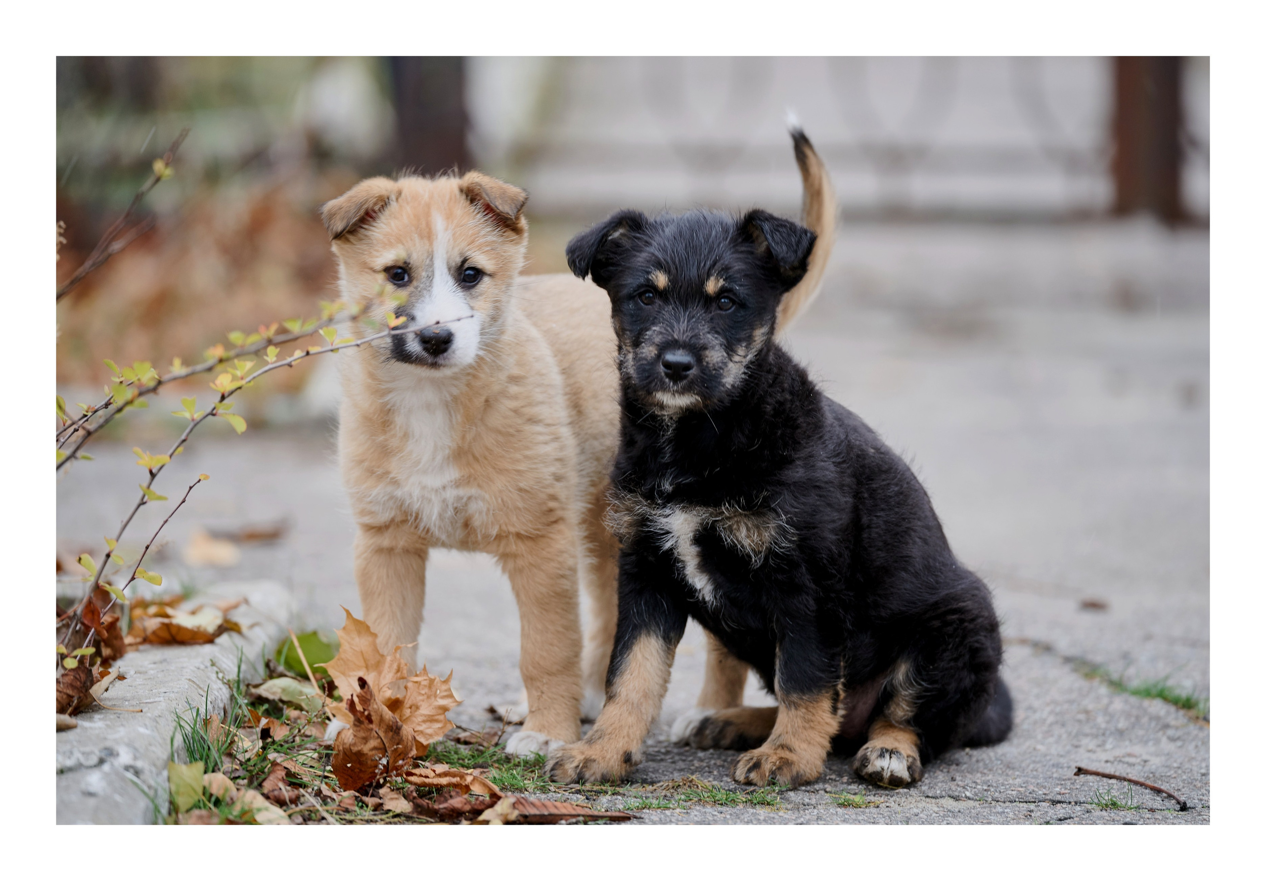 Фотопринты А3. Фотопроект «Территории»