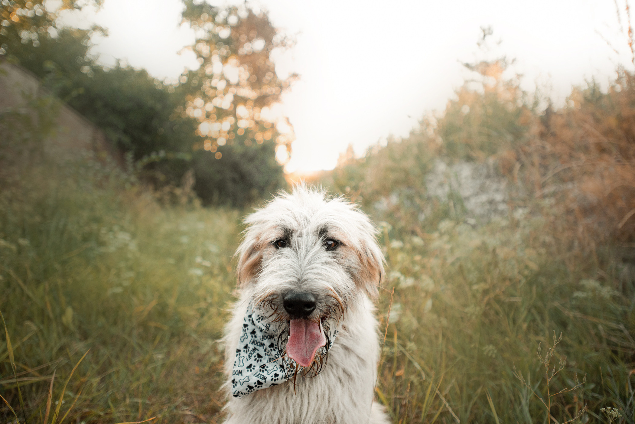 Пух ищет дом. Фотограф — анималист Саратов/Москва|Плужникова Юлия