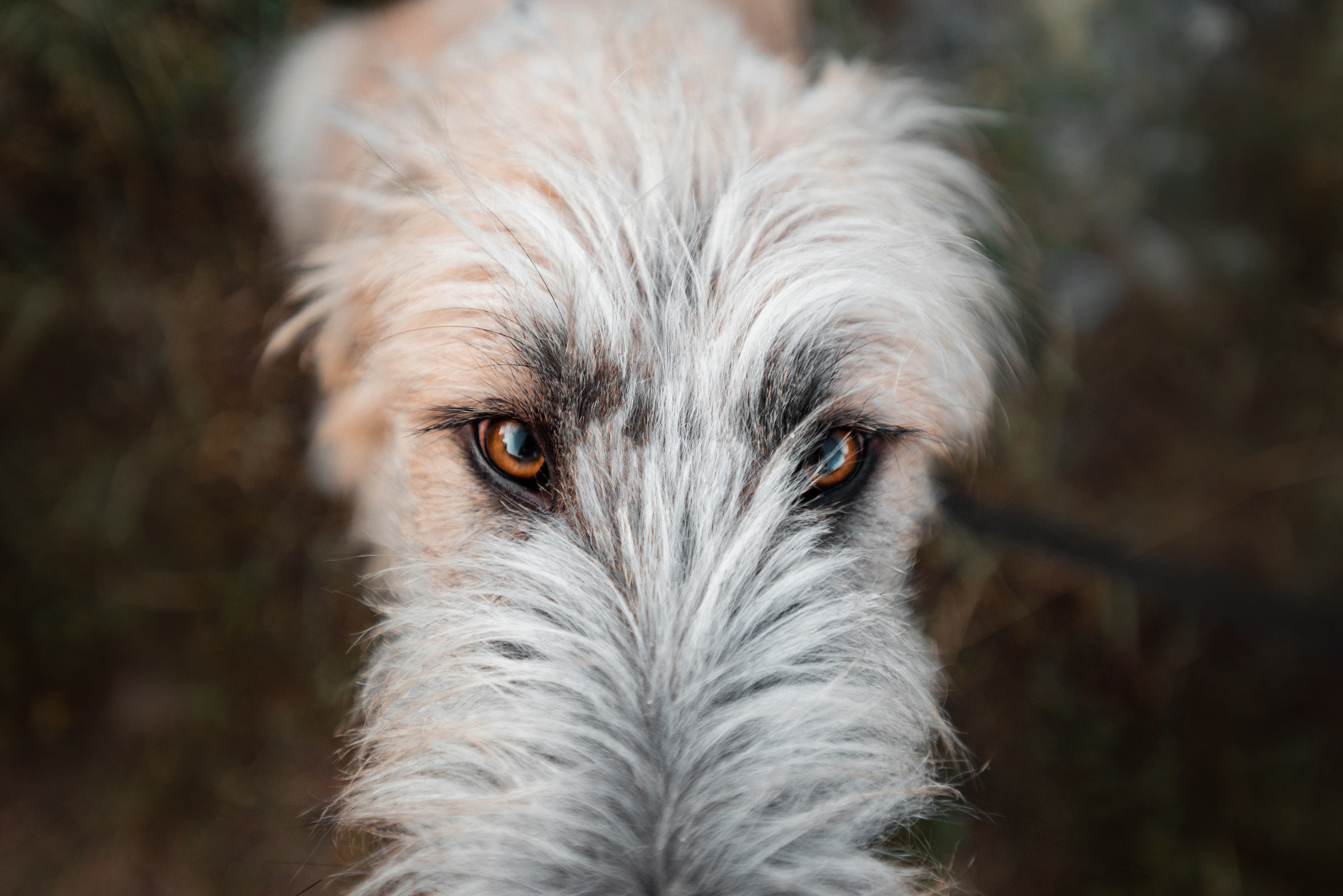 Пух ищет дом. Фотограф — анималист Саратов/Москва|Плужникова Юлия