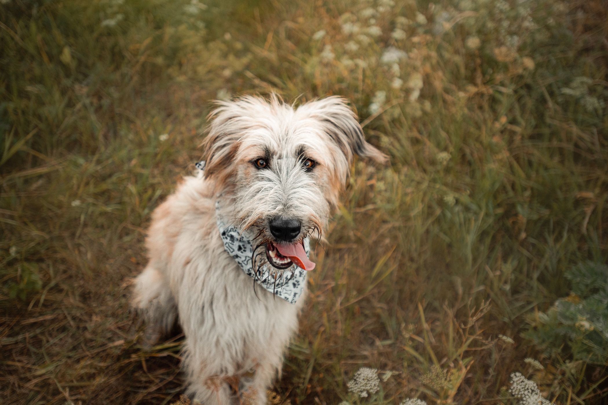 Пух ищет дом. Фотограф — анималист Саратов/Москва|Плужникова Юлия