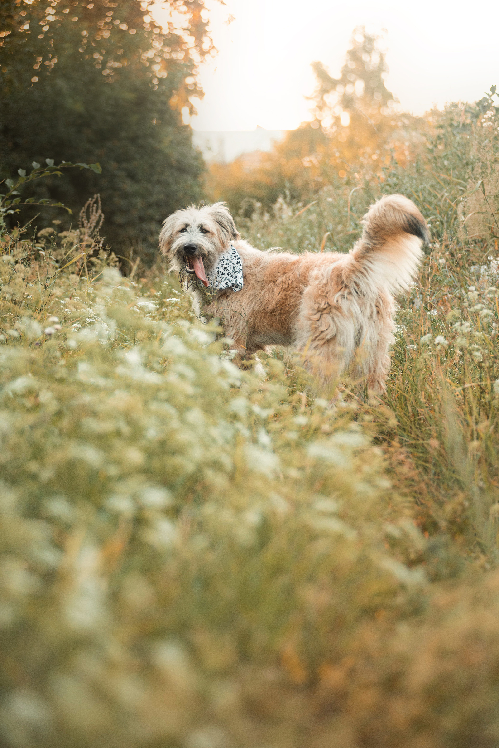 Пух ищет дом. Фотограф — анималист Саратов/Москва|Плужникова Юлия