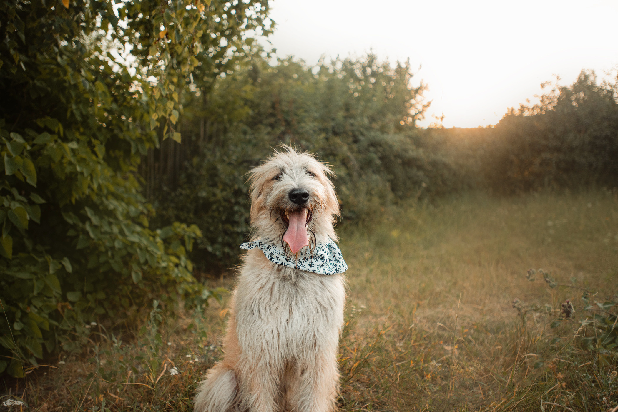 Пух ищет дом. Фотограф — анималист Саратов/Москва|Плужникова Юлия