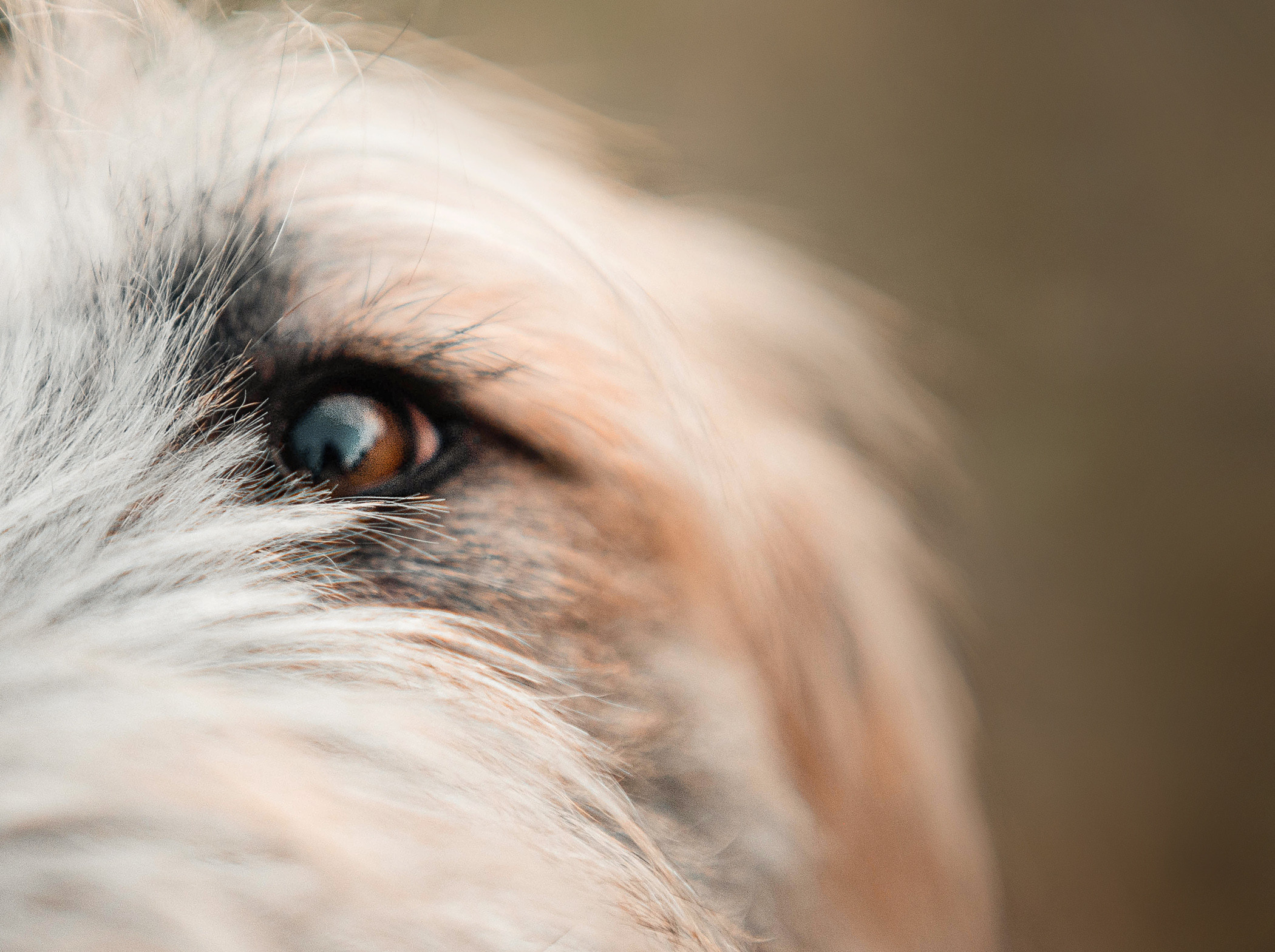 Пух ищет дом. Фотограф — анималист Саратов/Москва|Плужникова Юлия