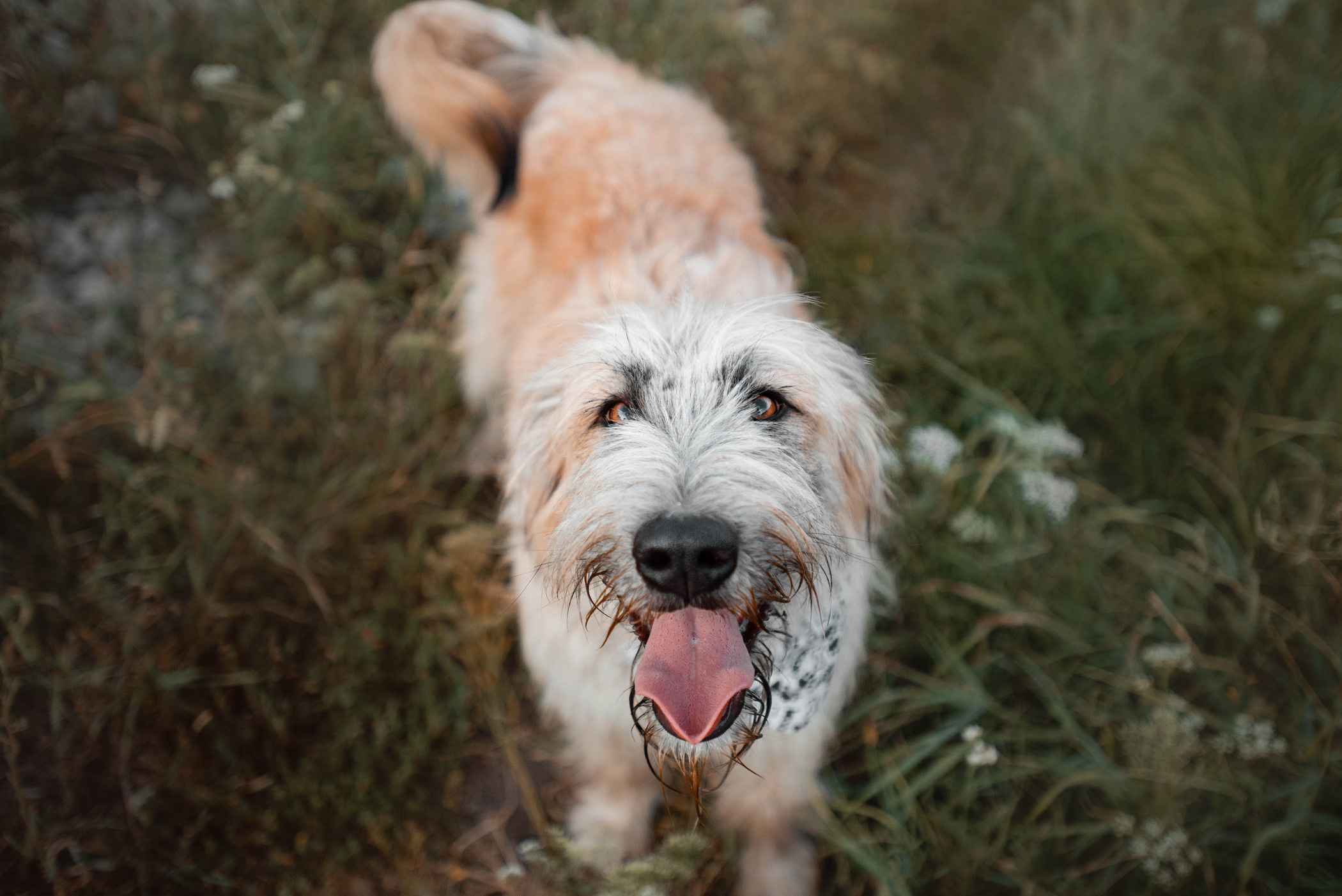 Пух ищет дом. Фотограф — анималист Саратов/Москва|Плужникова Юлия