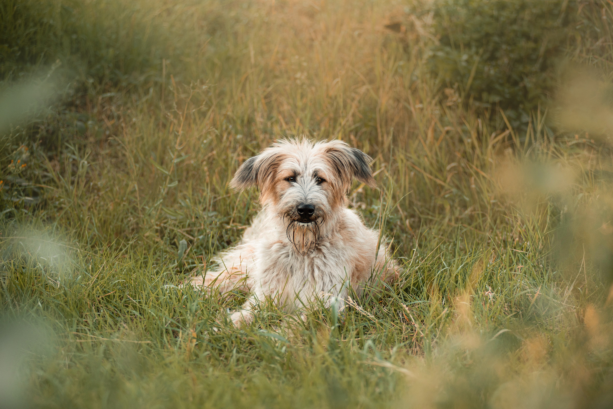 Пух ищет дом. Фотограф — анималист Саратов/Москва|Плужникова Юлия