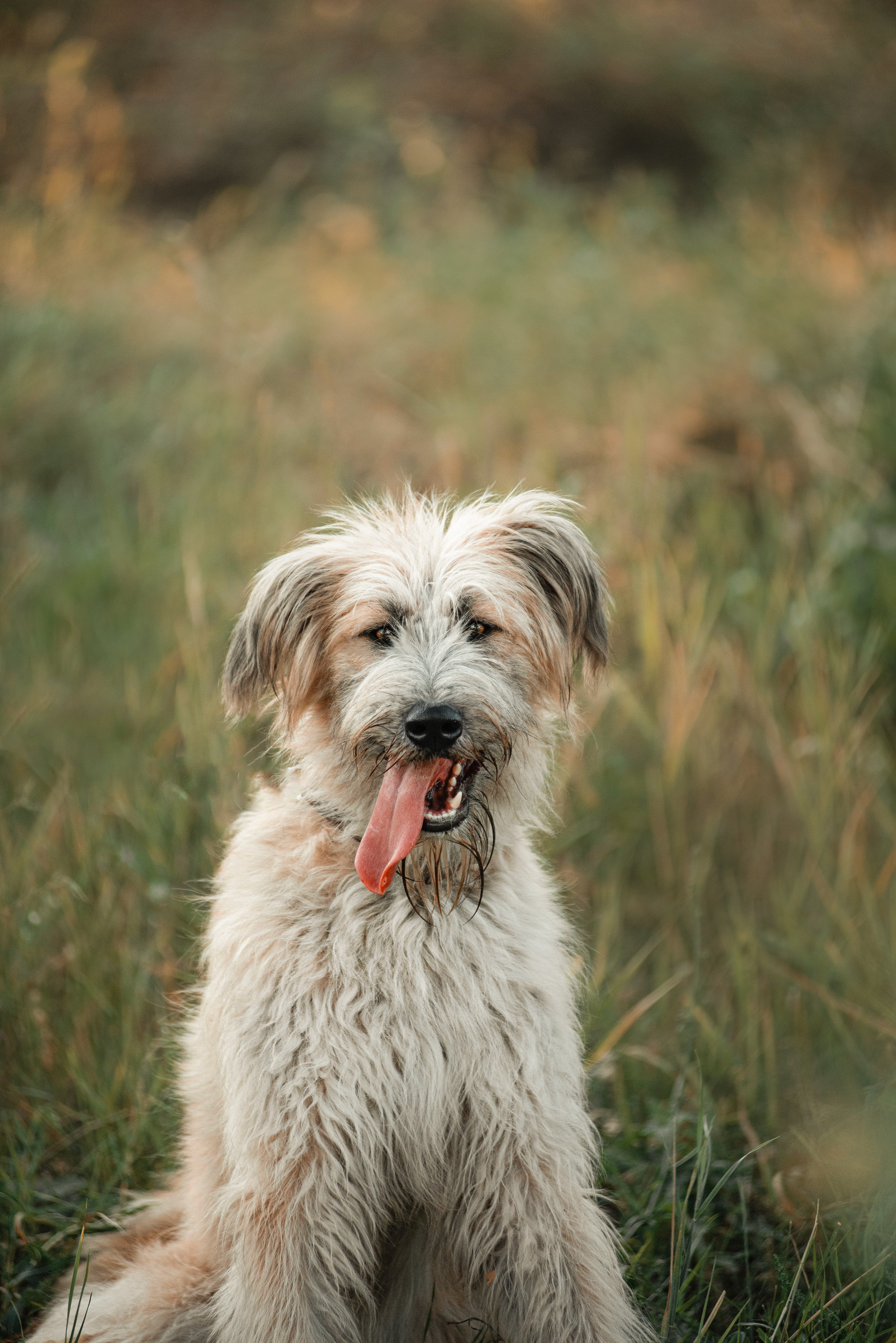 Пух ищет дом. Фотограф — анималист Саратов/Москва|Плужникова Юлия