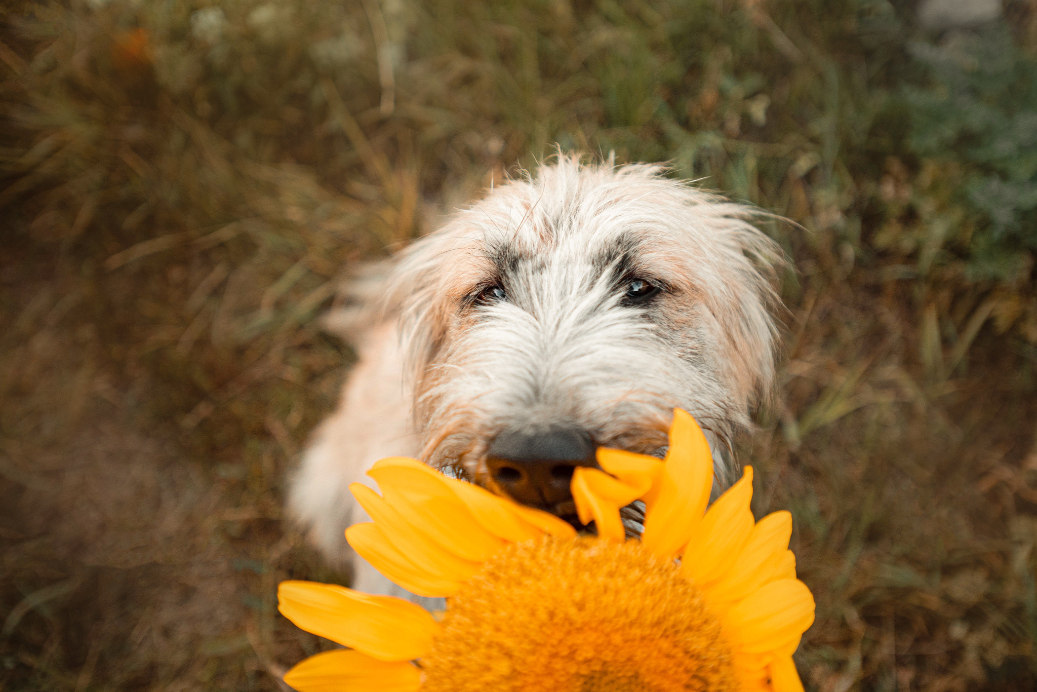 Пух ищет дом. Фотограф — анималист Саратов/Москва|Плужникова Юлия