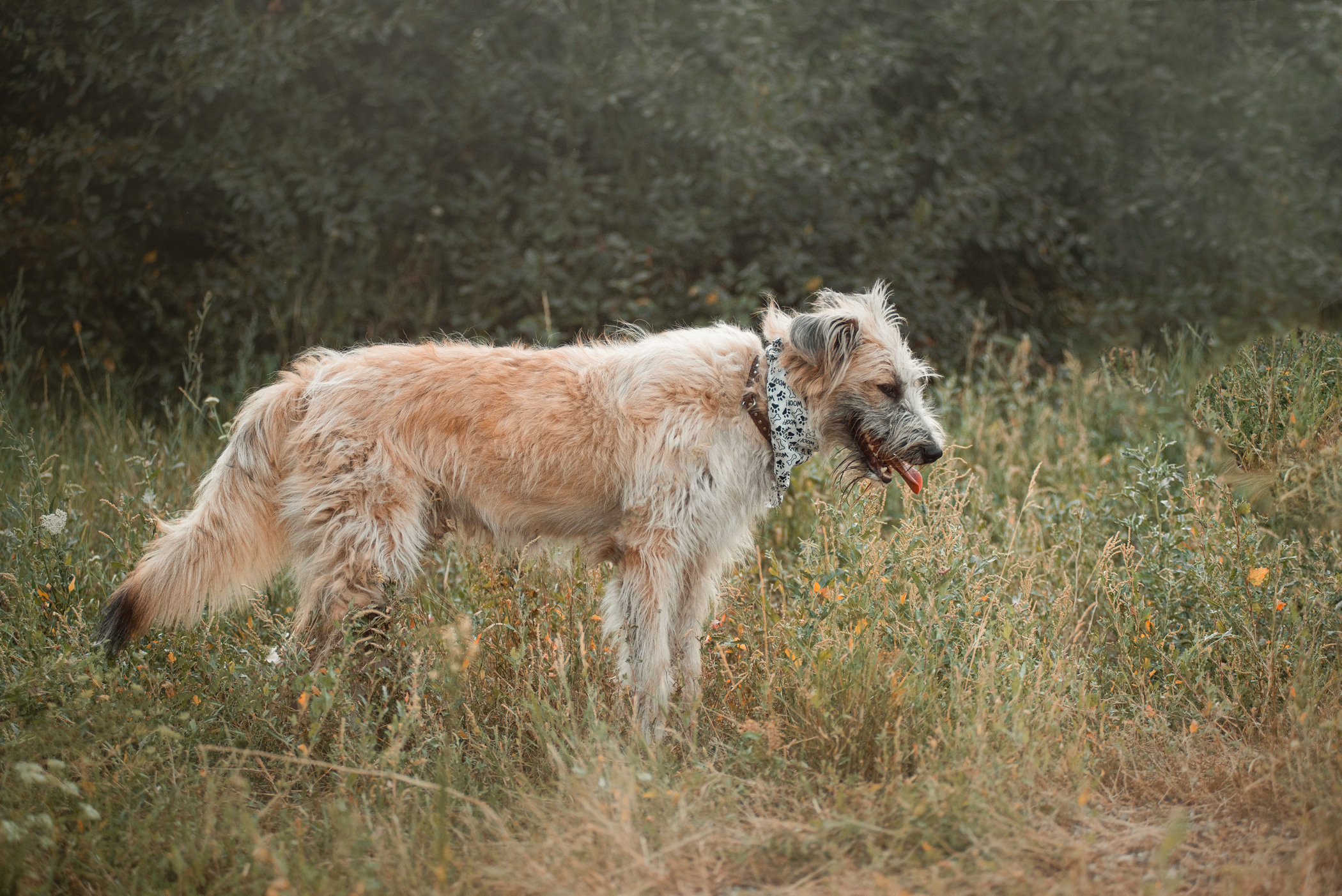 Пух ищет дом. Фотограф — анималист Саратов/Москва|Плужникова Юлия