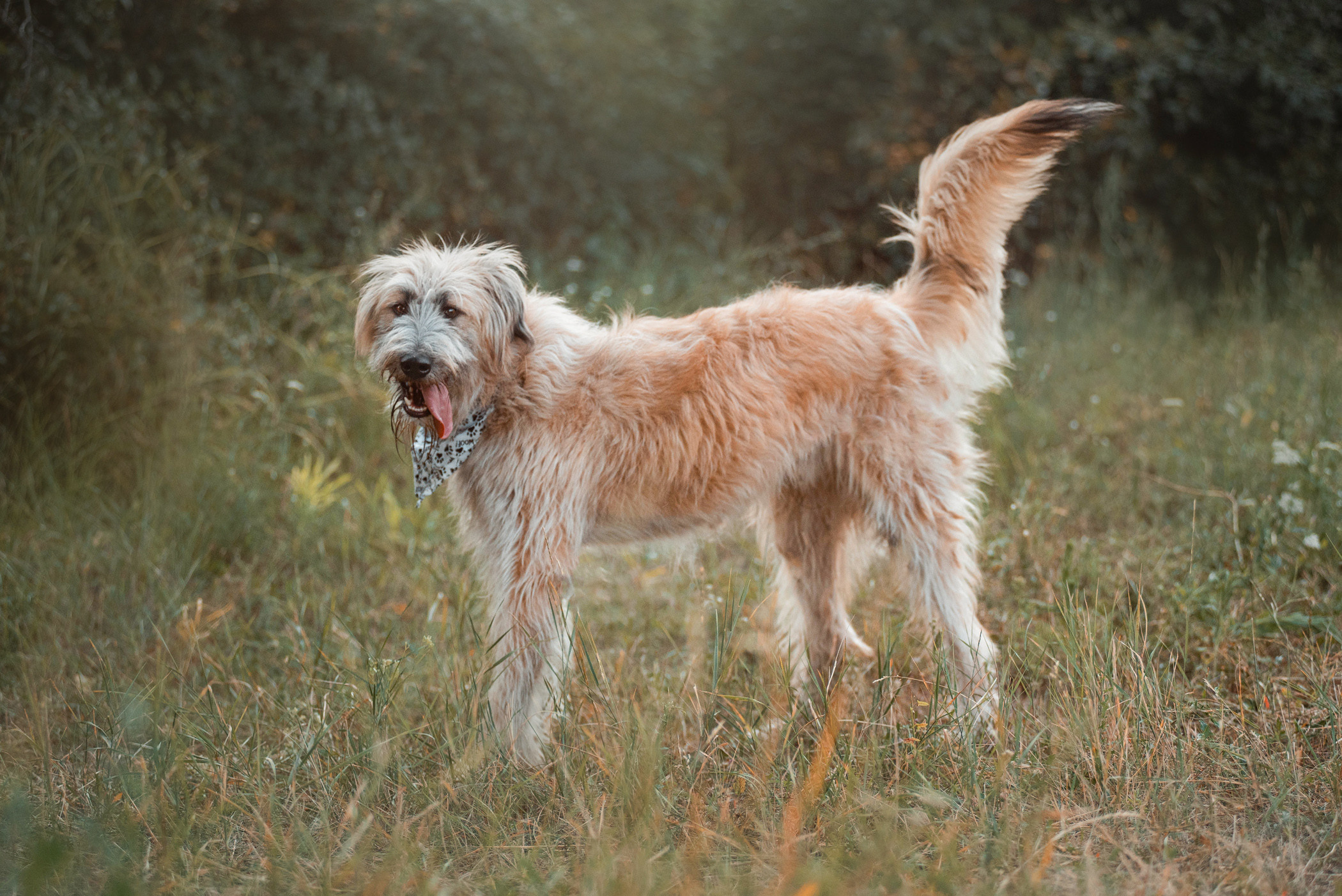Пух ищет дом. Фотограф — анималист Саратов/Москва|Плужникова Юлия
