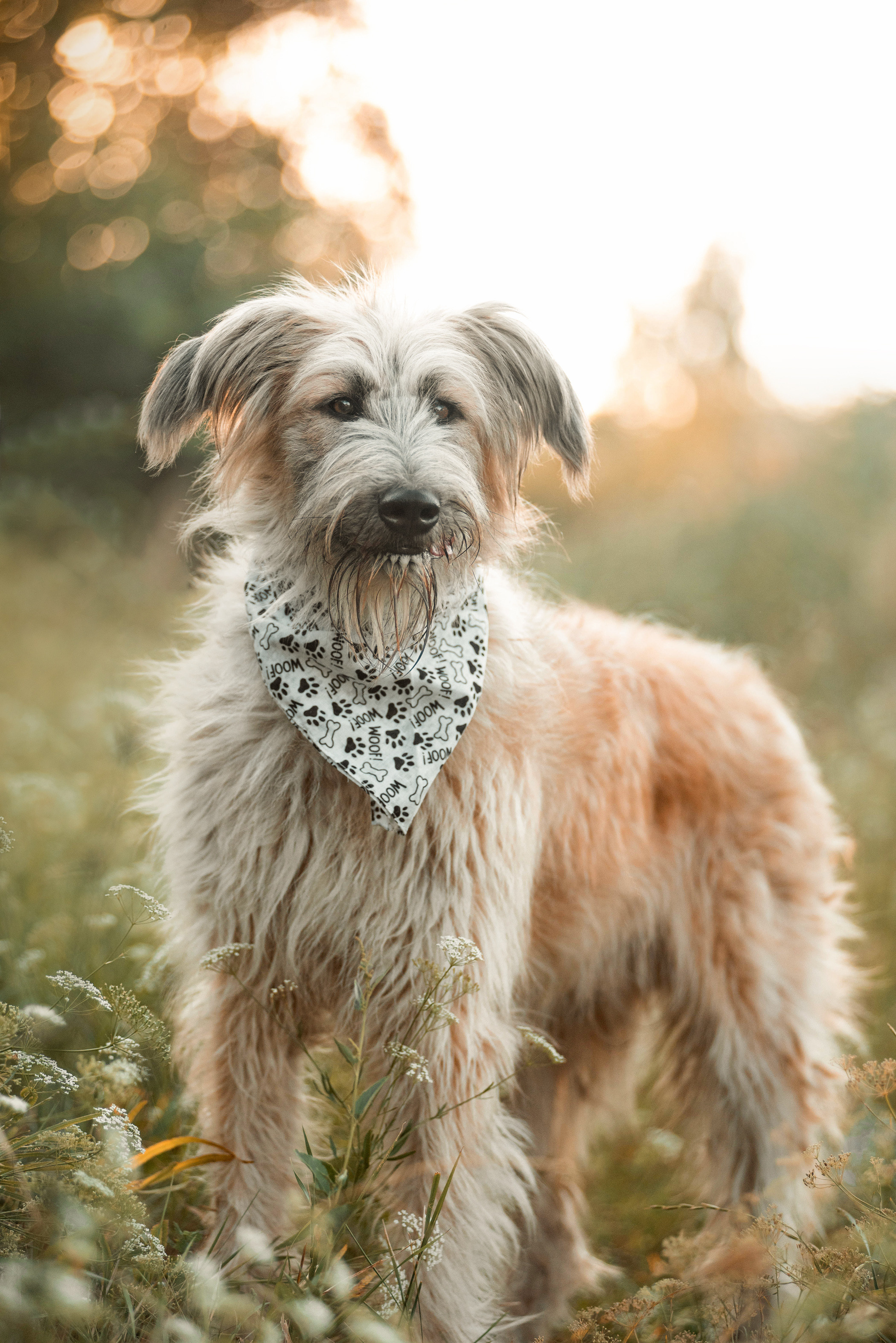 Пух ищет дом. Фотограф — анималист Саратов/Москва|Плужникова Юлия