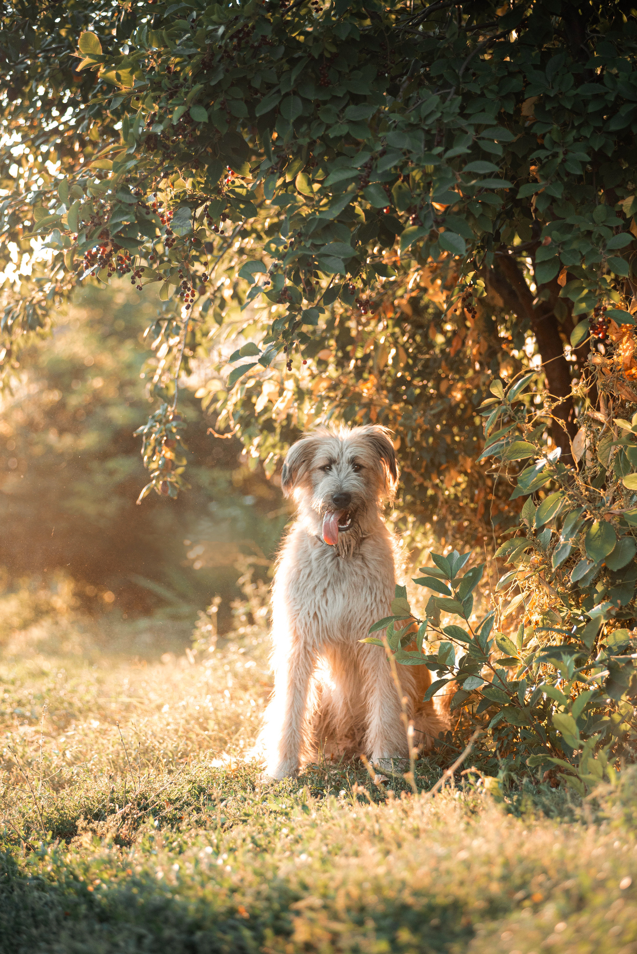 Пух ищет дом. Фотограф — анималист Саратов/Москва|Плужникова Юлия