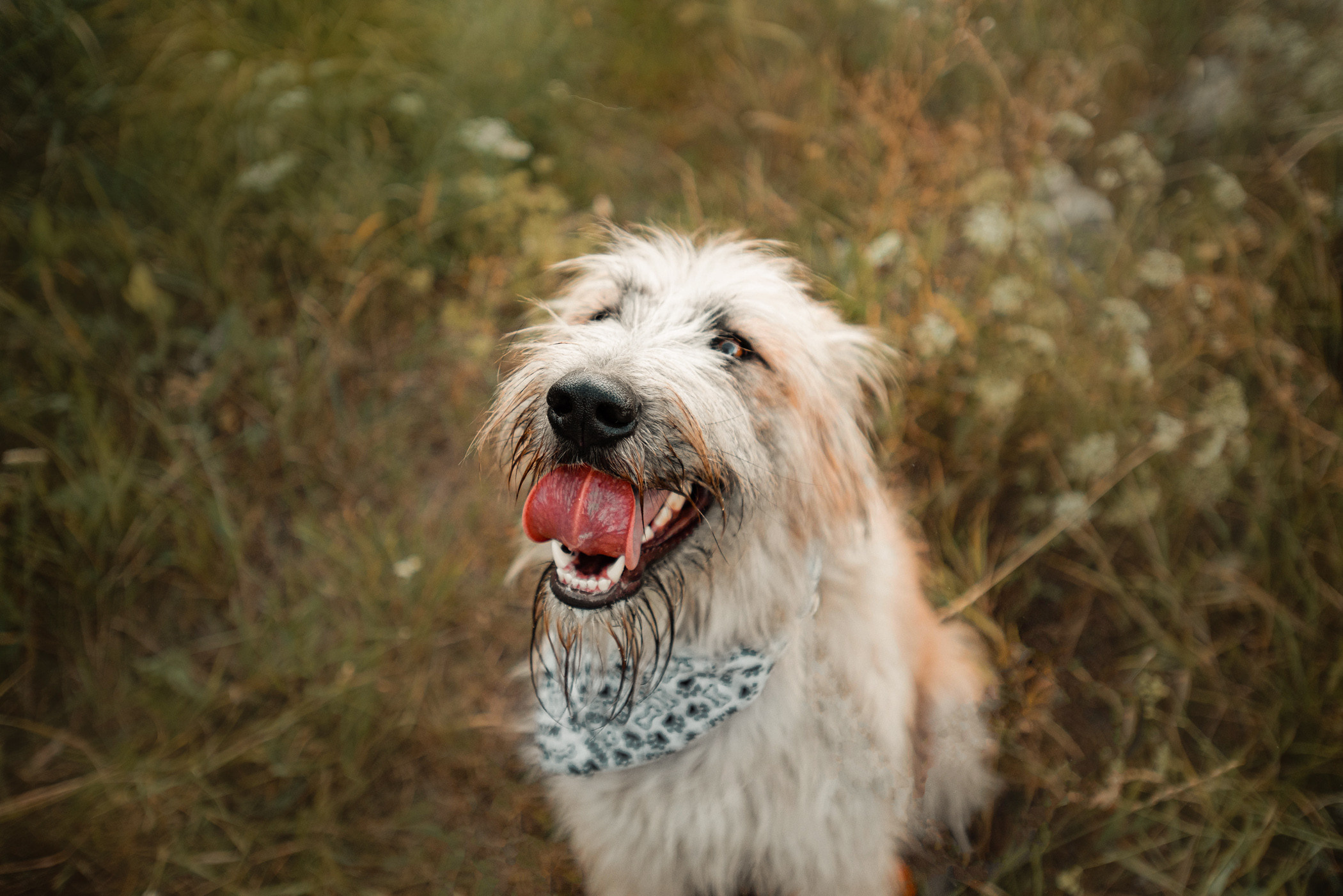 Пух ищет дом. Фотограф — анималист Саратов/Москва|Плужникова Юлия