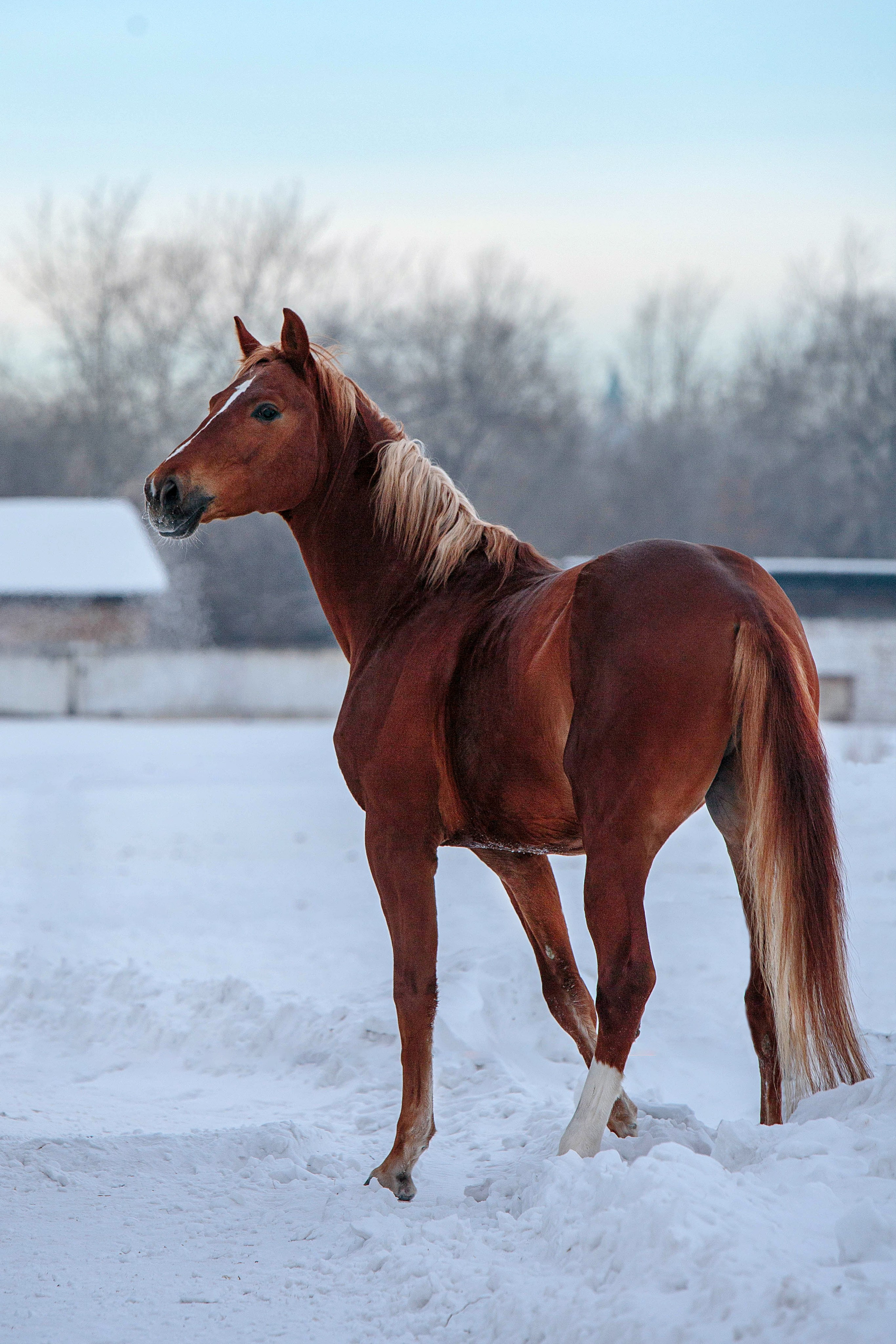 Лошади зимой. Конный фотограф в Красноярске — Любовь Похабова