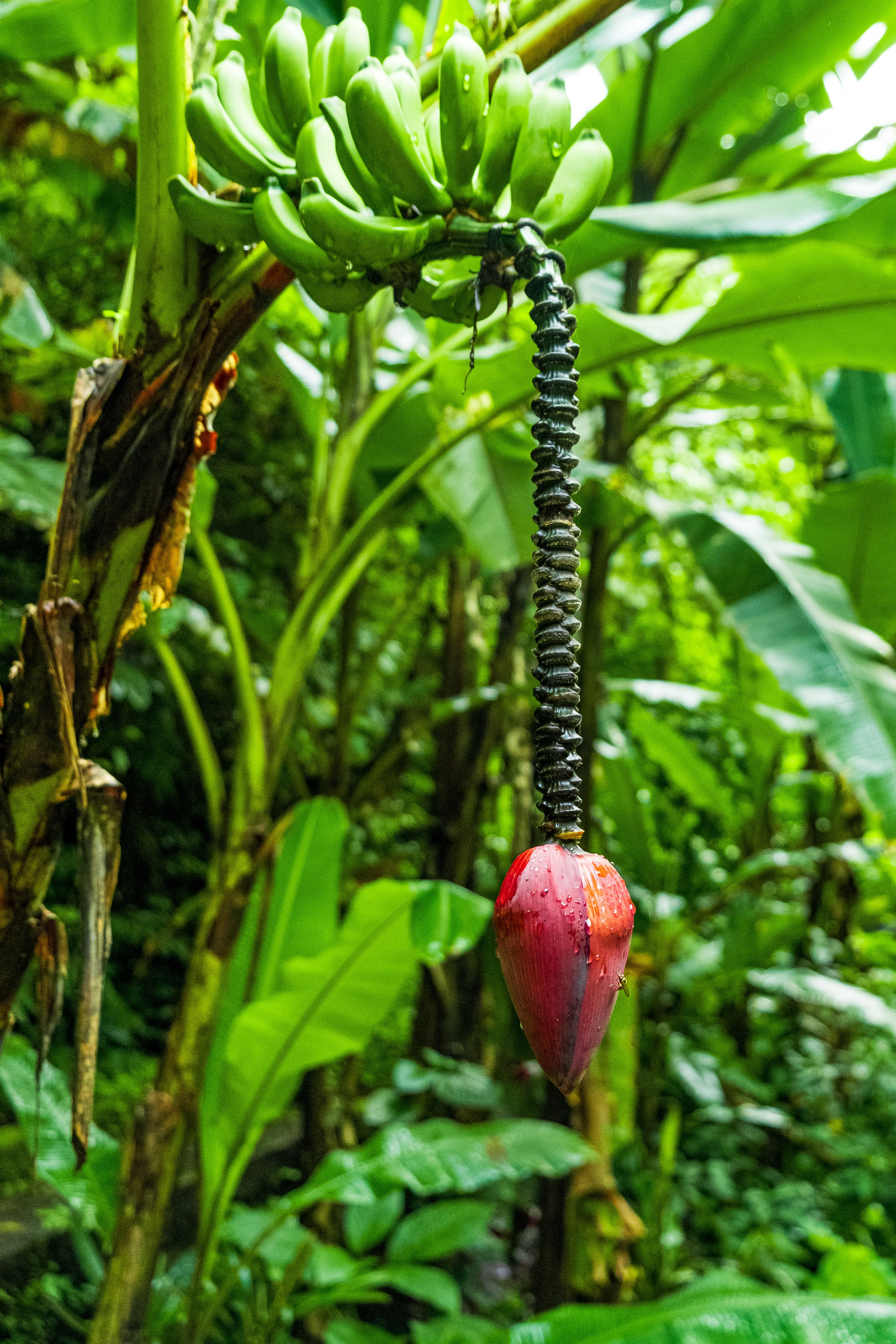 Остров Бали. Фотографии из путешествий