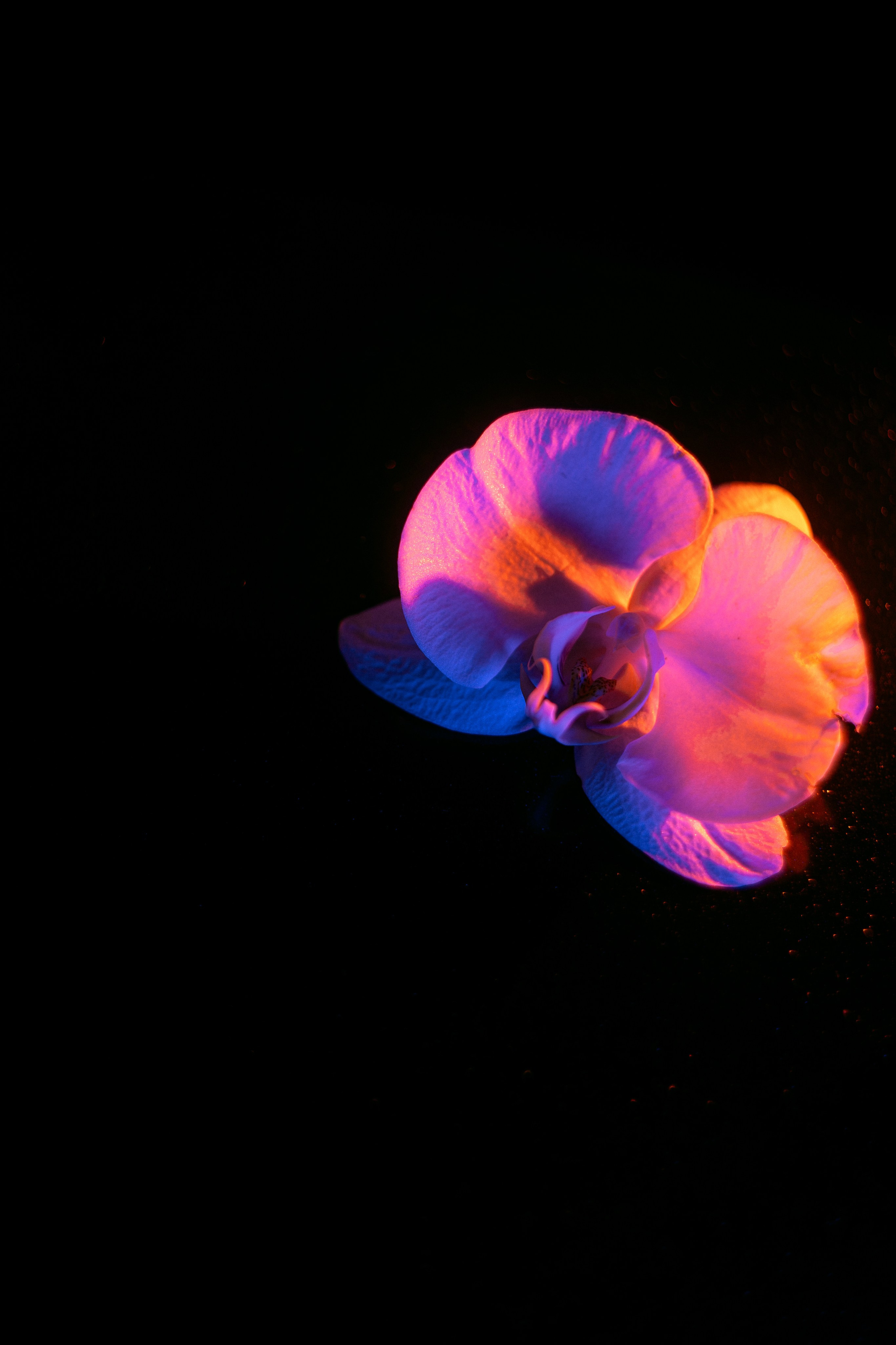Shades of Bloom. Фотограф в Алматы Анастасия Новоселова