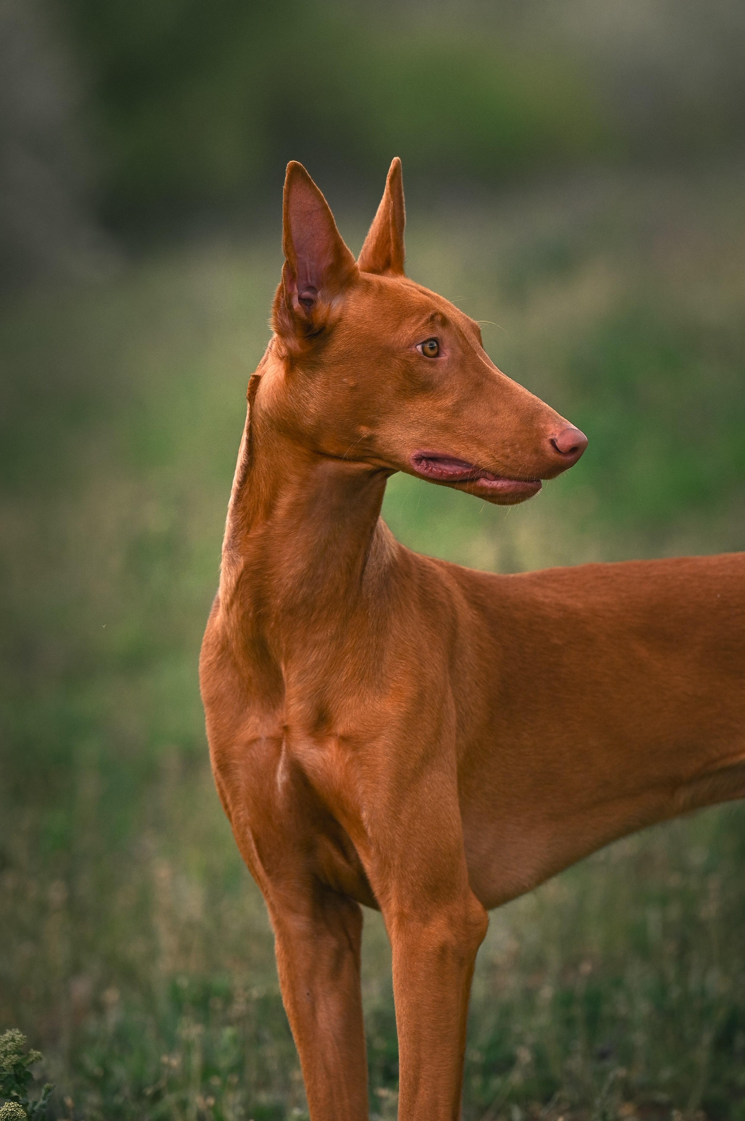 Фараонова собака Ромарио. Фотограф в Ростове —на — Дону