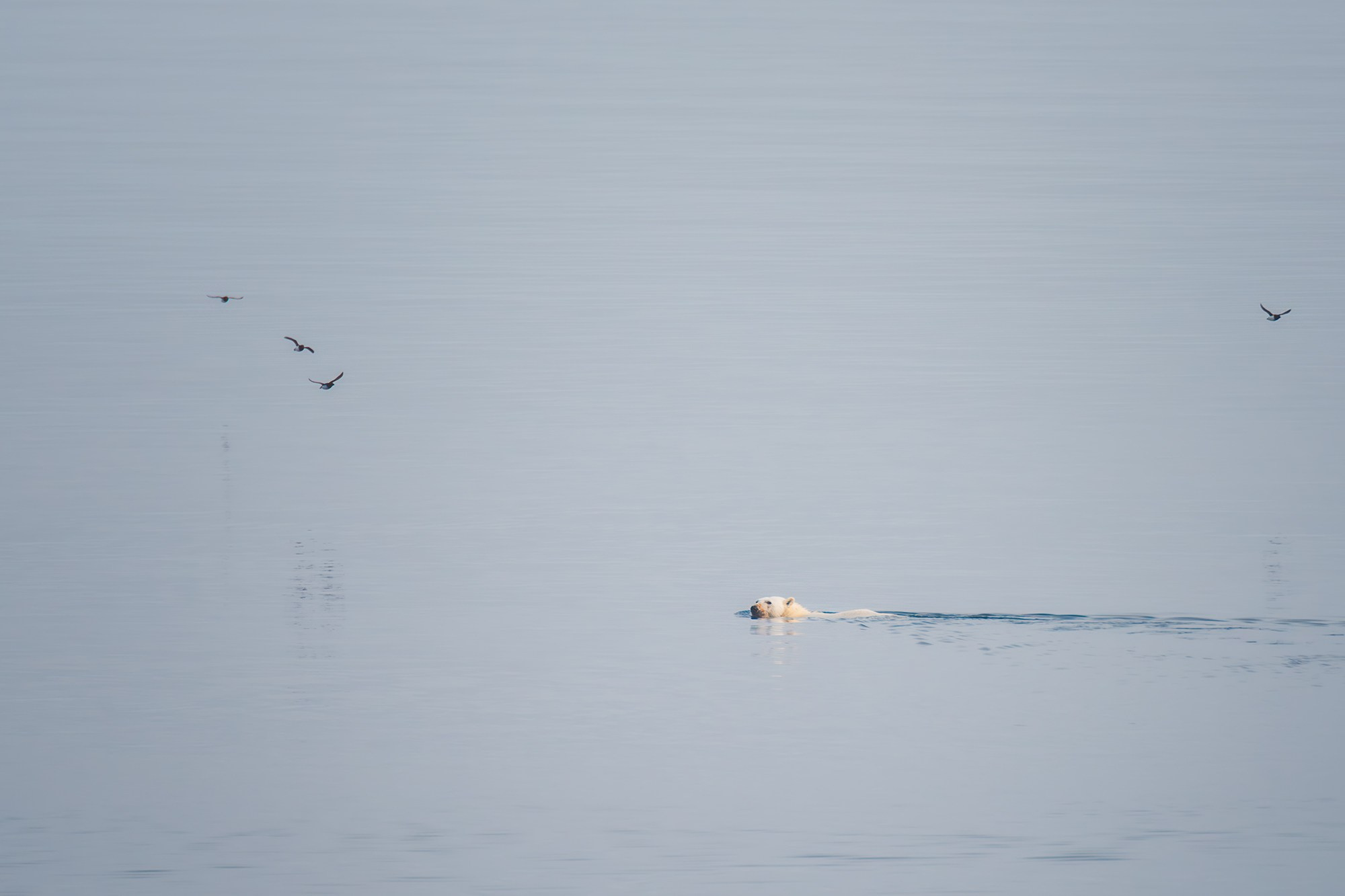 Арктика. Аэросъемка в Архангельске, Александр Ермолин