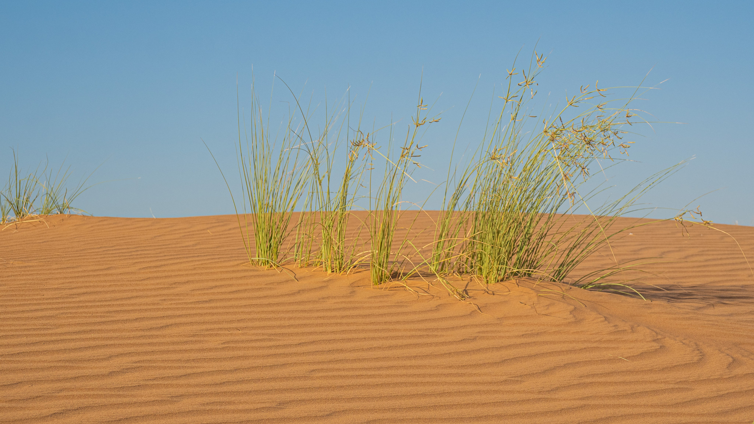 Эмираты, 2023. Творческие сьемки