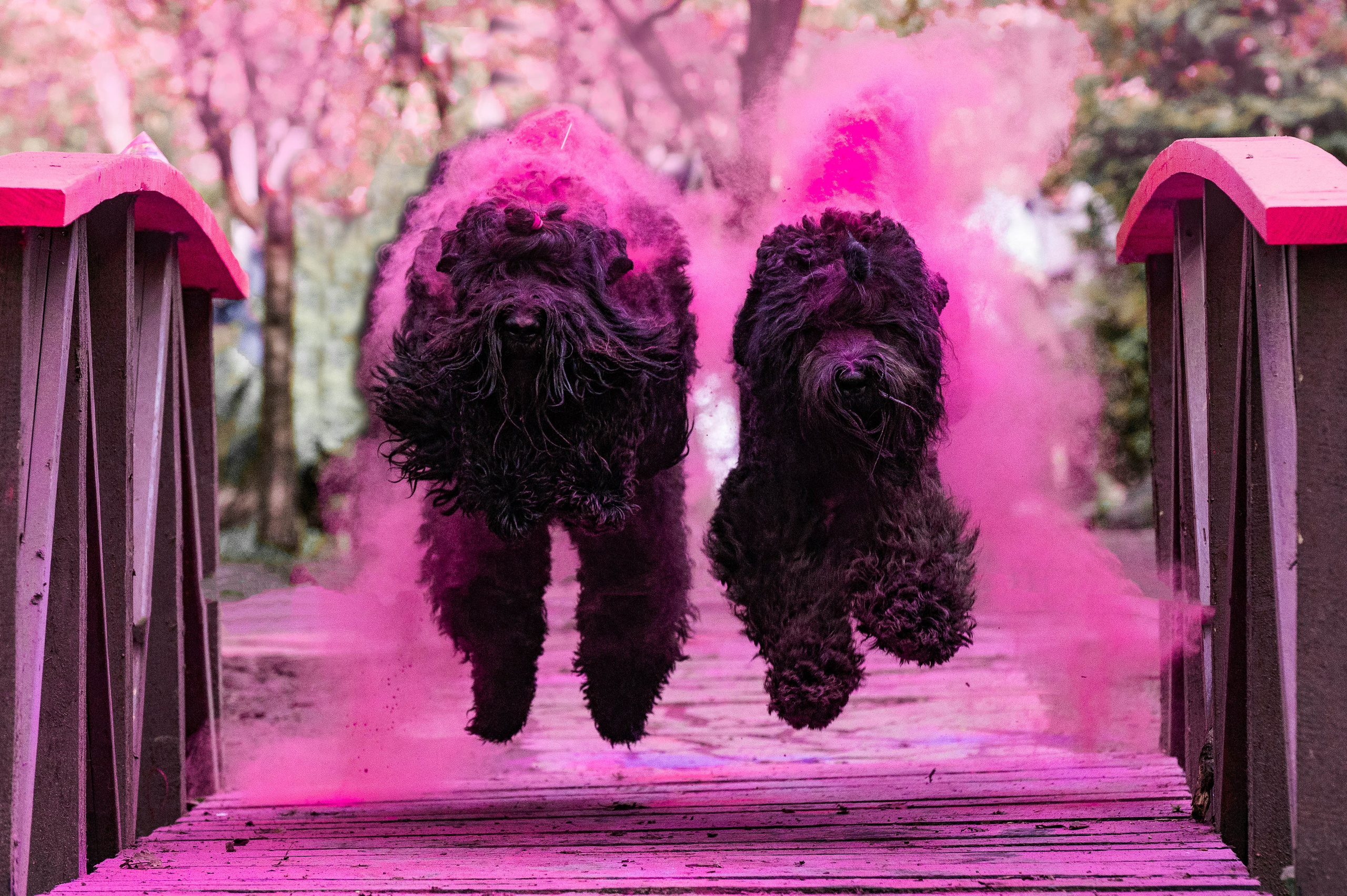 Черныши, сакура и краски холи. Фотограф-анималист