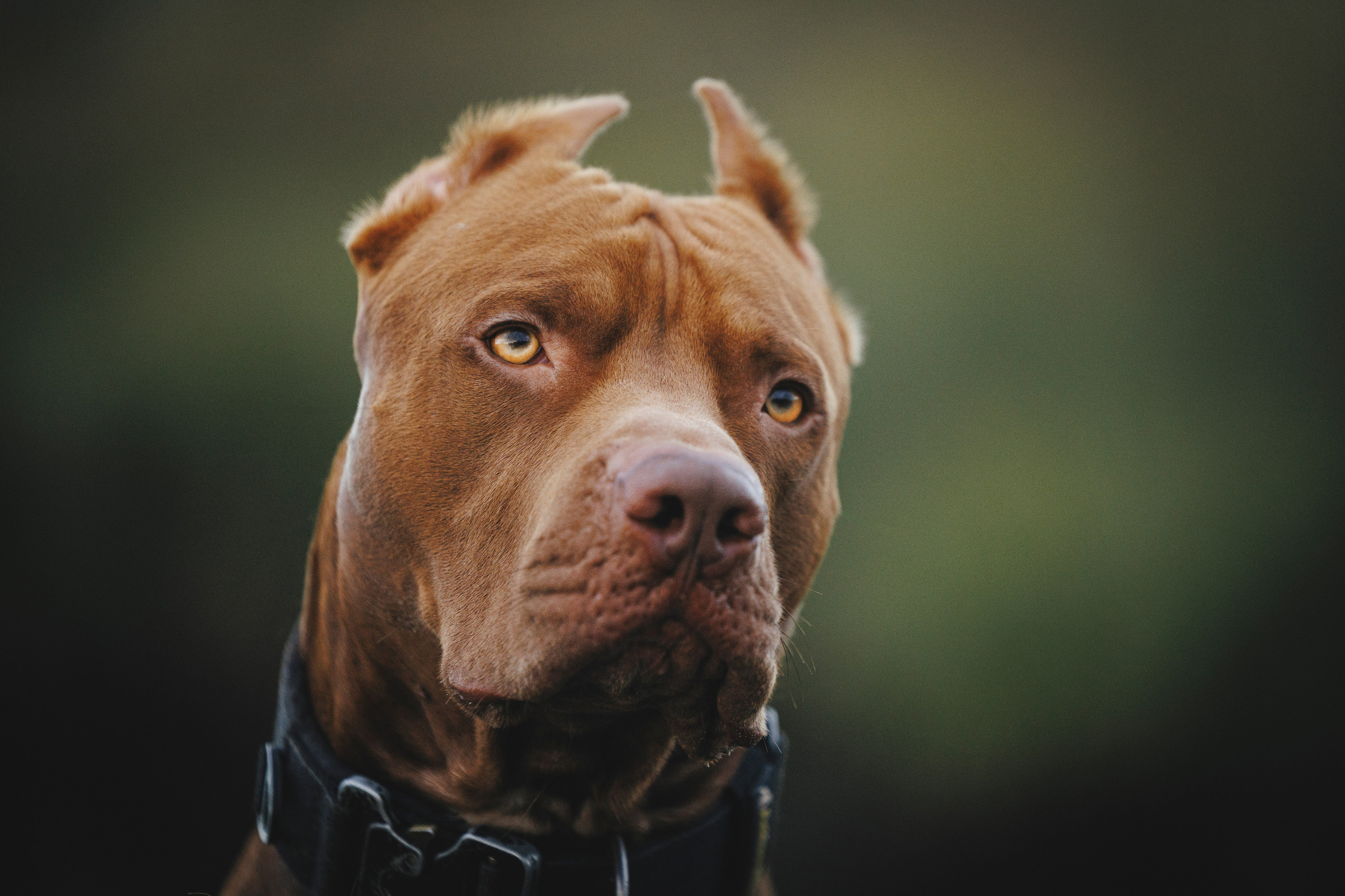 Яна и Энди. Фотограф-анималист Анна Маринич