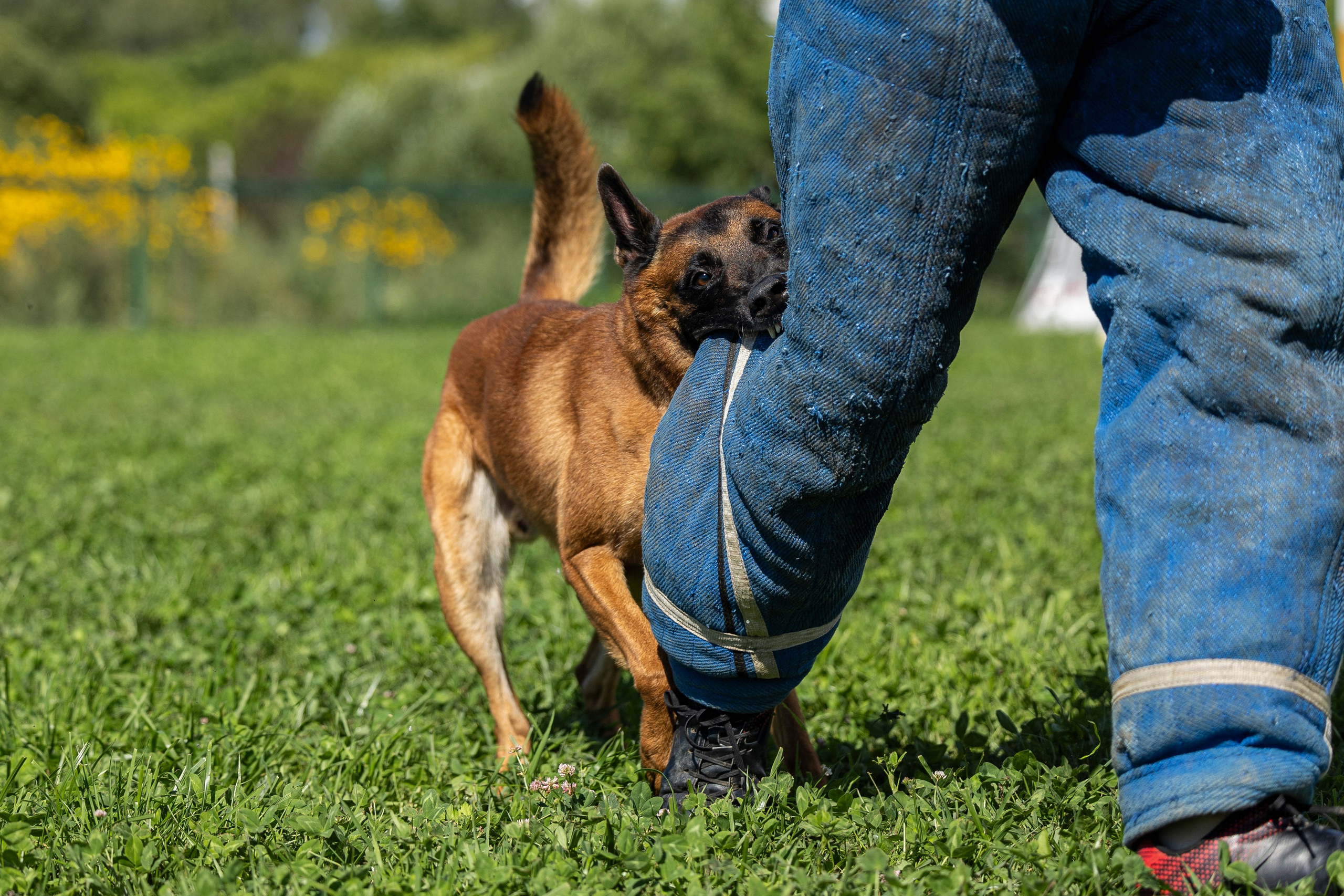 Соревнования по Мондьорингу г. Вологда 10-11.08.2024. Фотограф-анималист Анна Маринич