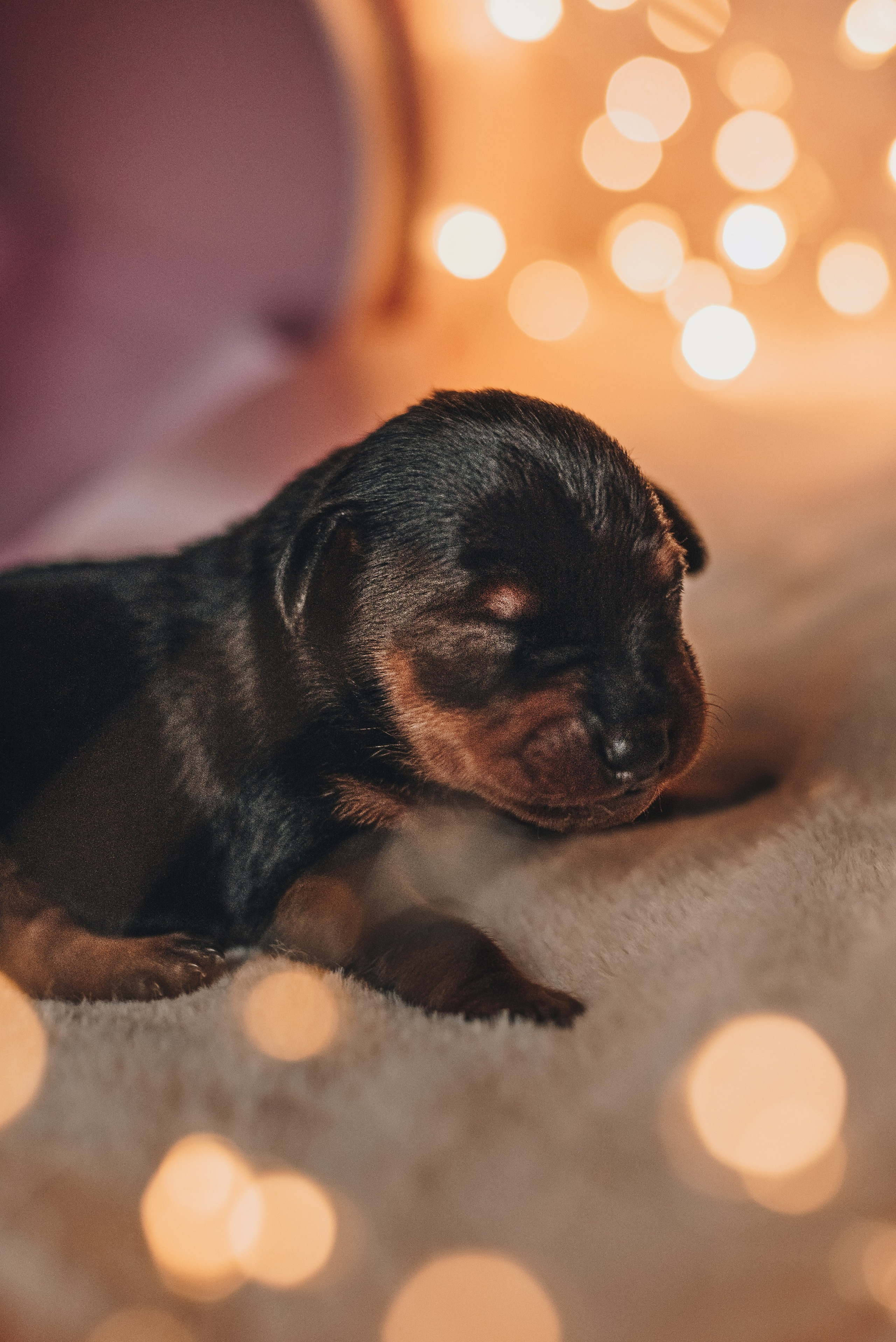 Pinschers. Natalia Finch Photography — Family, Kids & Pet Photographer in Chicago, IL