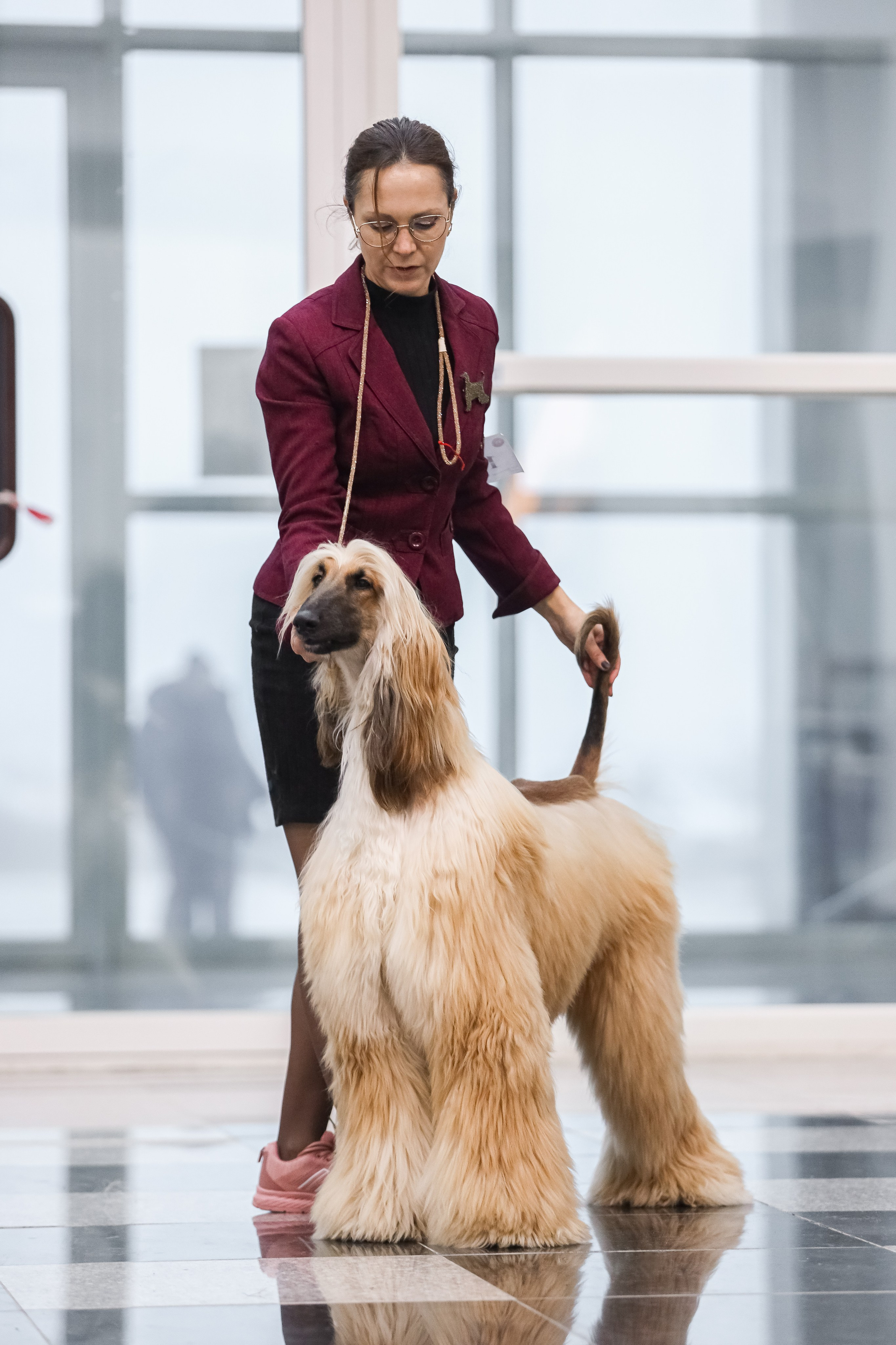 Международная выставка собак СACIB FCI 29-30.11.2025. Галерея фотографий афганской борзой