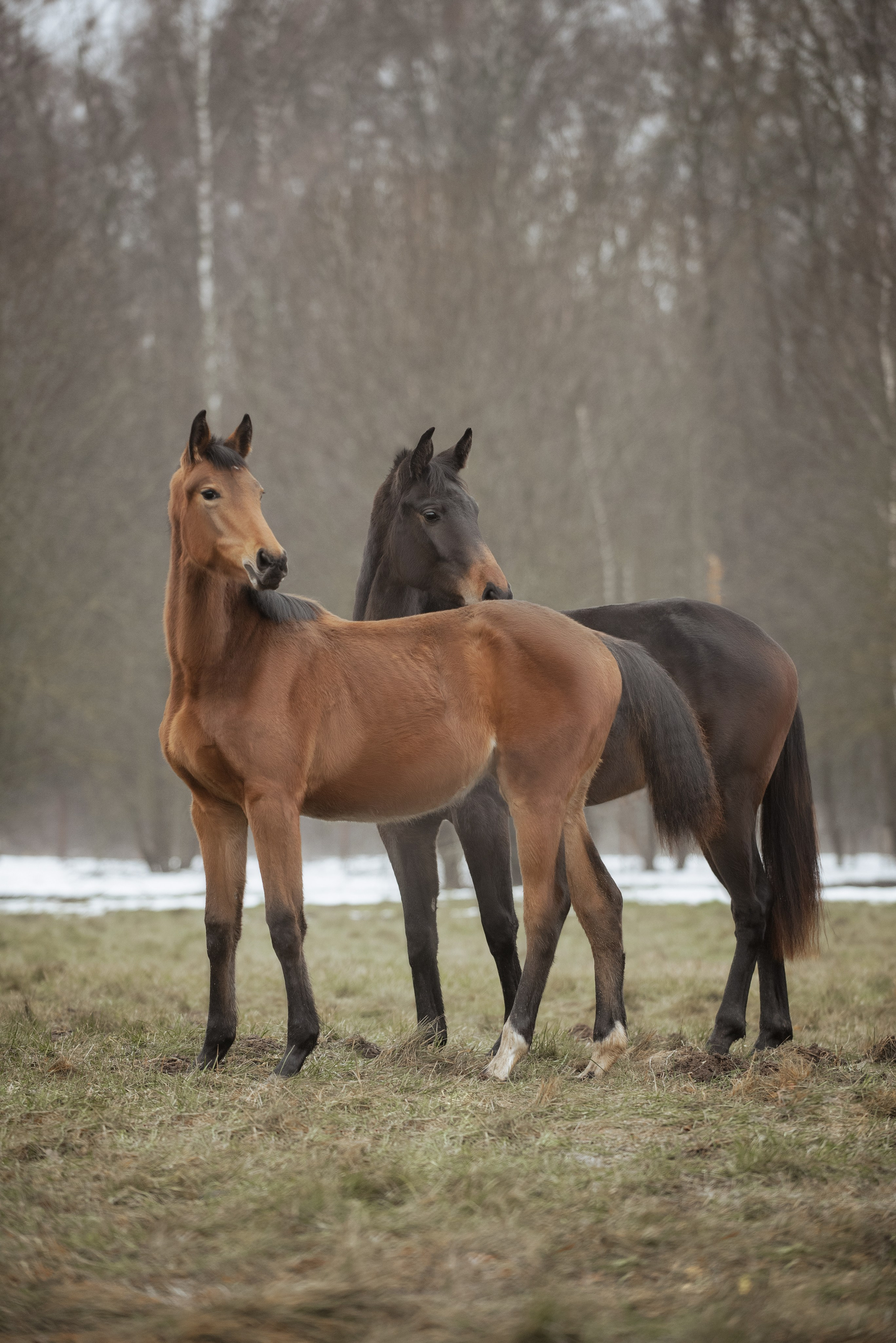 Мелкаши ЮНА. Куракина Дарья • Конный фотограф