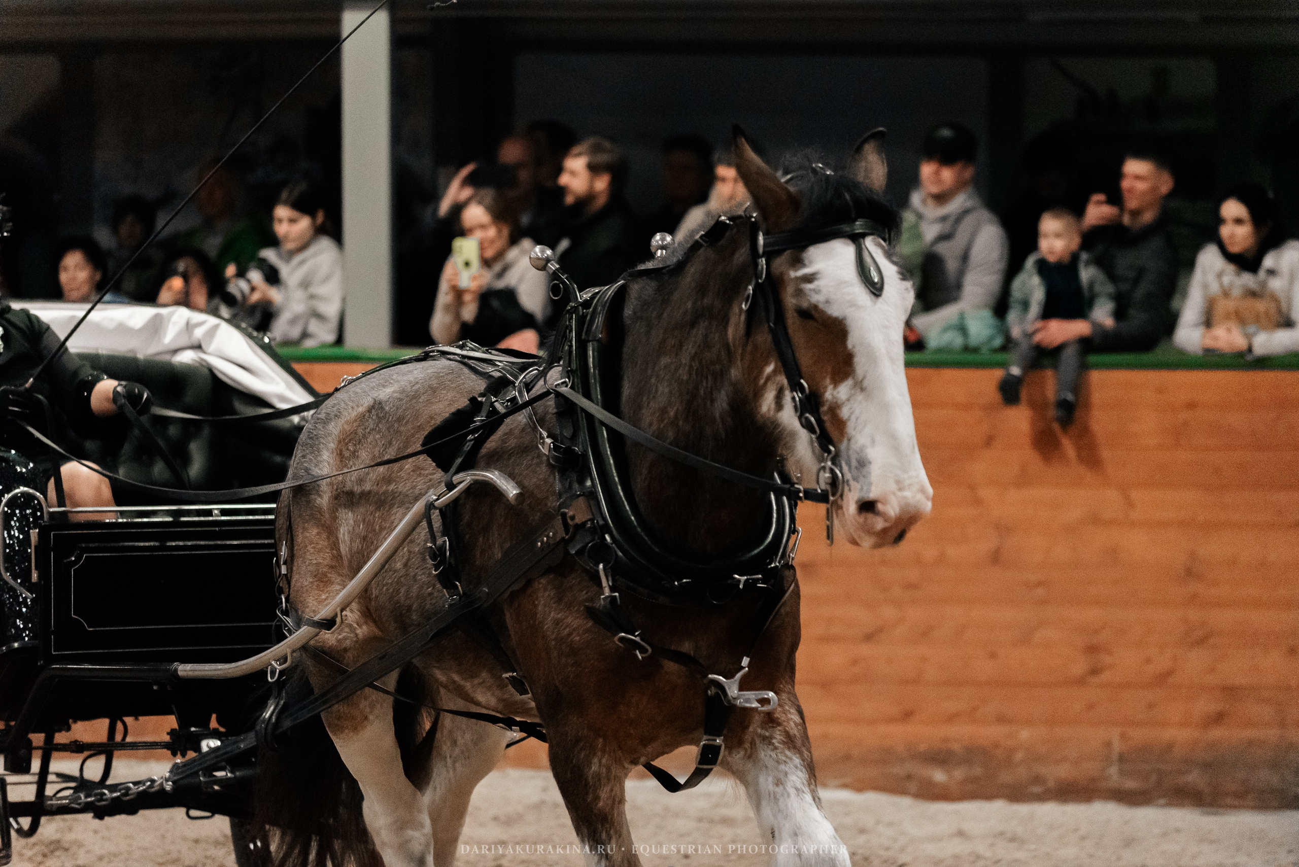 Конное представление «Дыхание Звёзд». Конный фотограф Куракина Дарья • Фотосессии с лошадьми