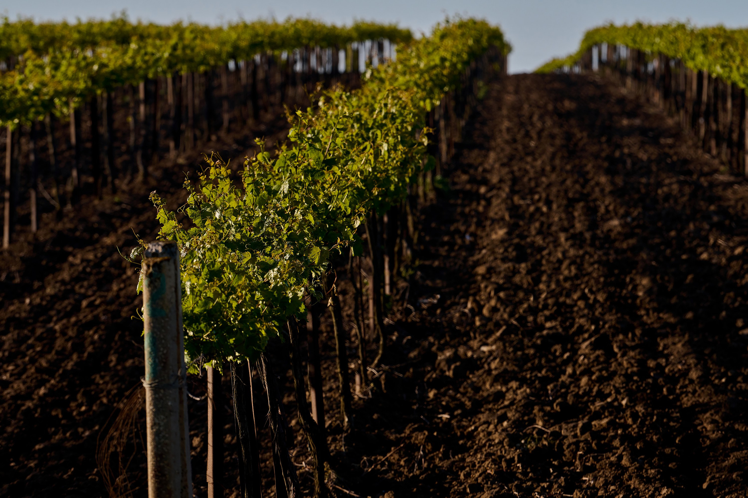 Тамань, виноградник