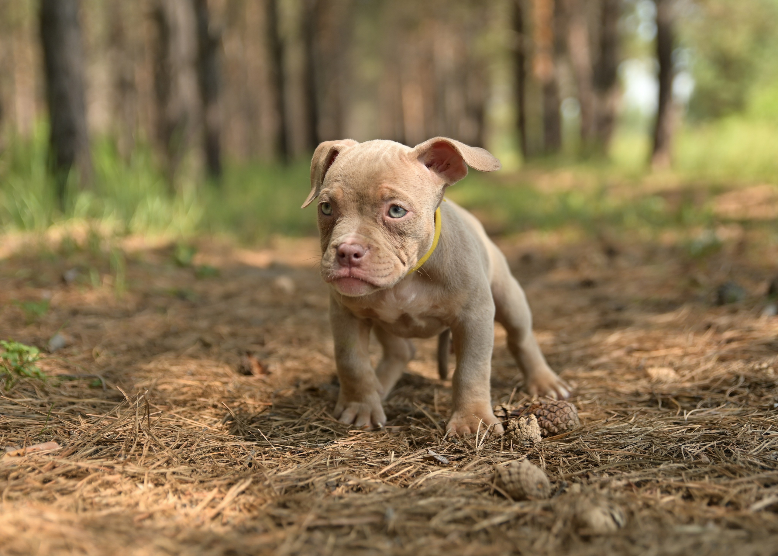 Свободные щенки Американский Булли в Иркутске. Питомник собак Иркутск