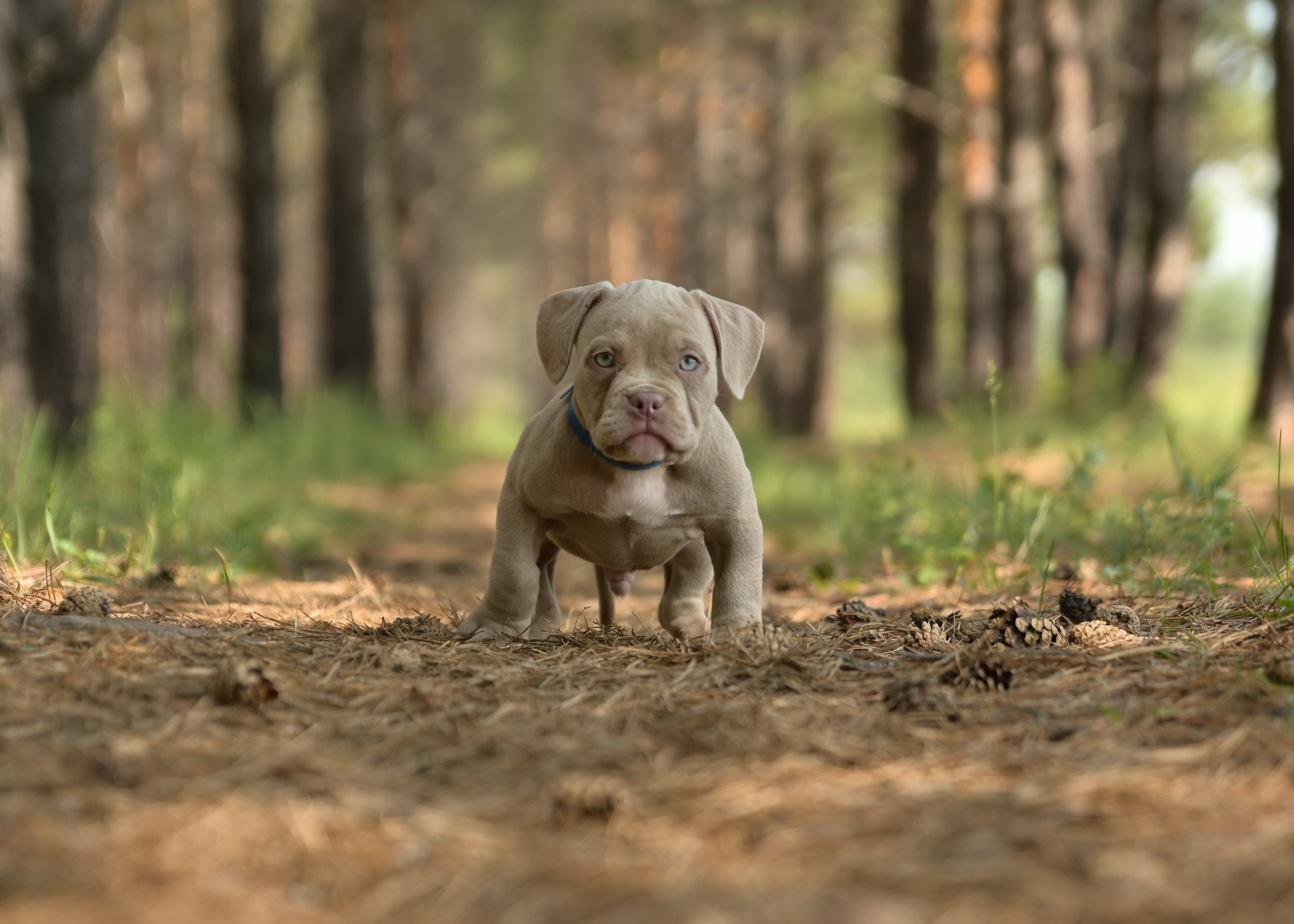 Свободные щенки Американский Булли в Иркутске. Питомник собак Иркутск