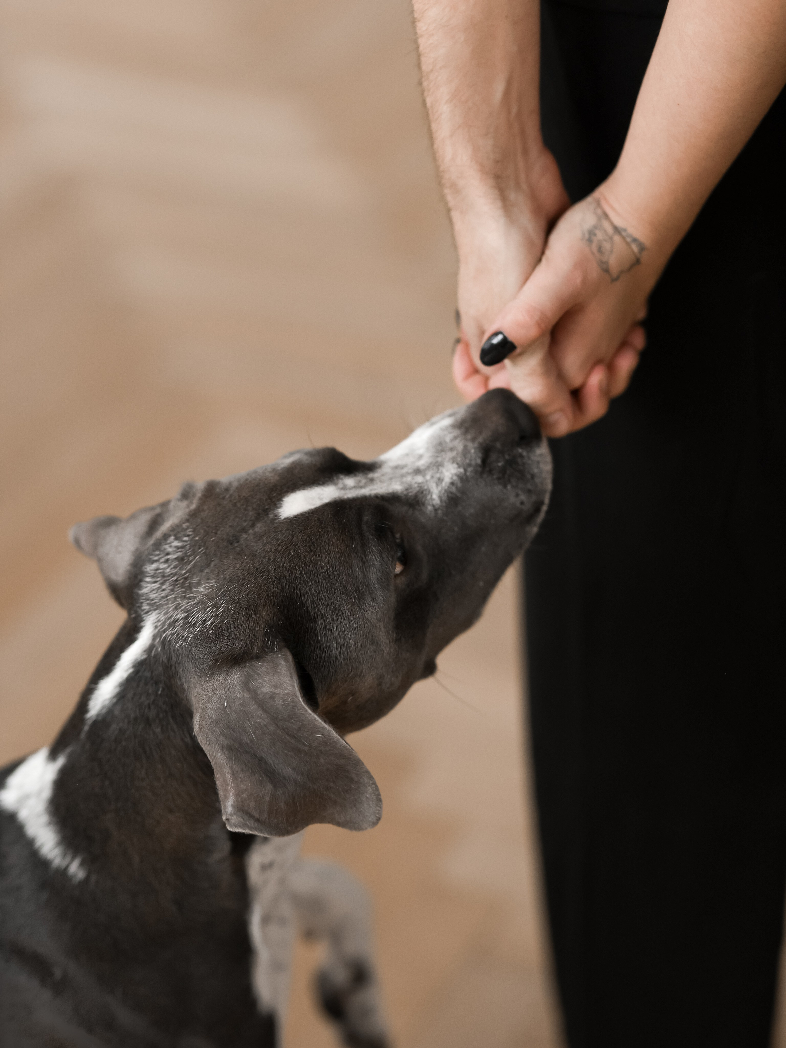 Тортик Даша и Никита. Фотограф-анималист в Москве Кириллова Татьяна