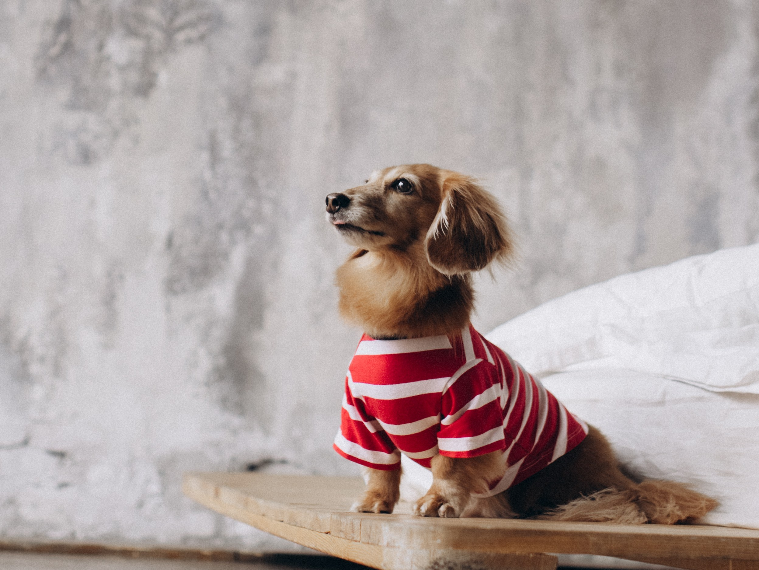 Лимон и Аня. Фотограф-анималист в Москве Кириллова Татьяна