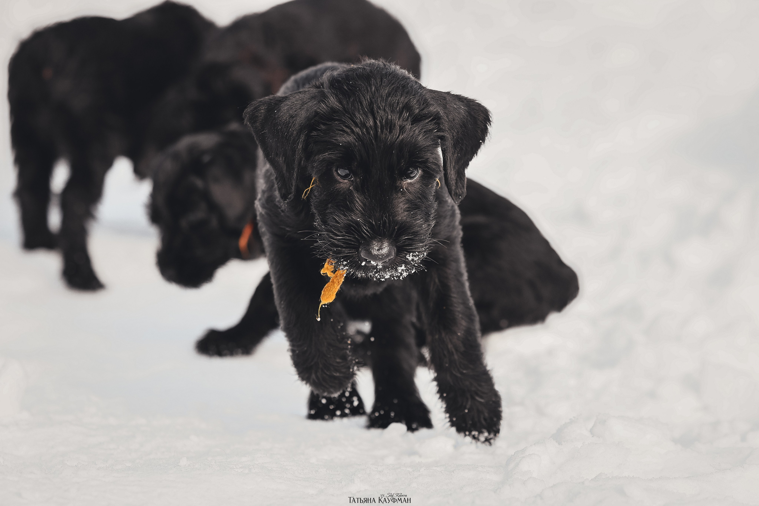 Ризеншнауцер, щенки ризеншнауцера, купить ризеншнауцера, купить щенка, ризеншнауцер Новосибирск, фотосъемка щенков, фотосессия собак, заказать фотосессию, фотографии щенков, сфотографировать щенка, фотограф Анималист, фотограф собак Новосибирск, фотограф анималист Новосибирск
