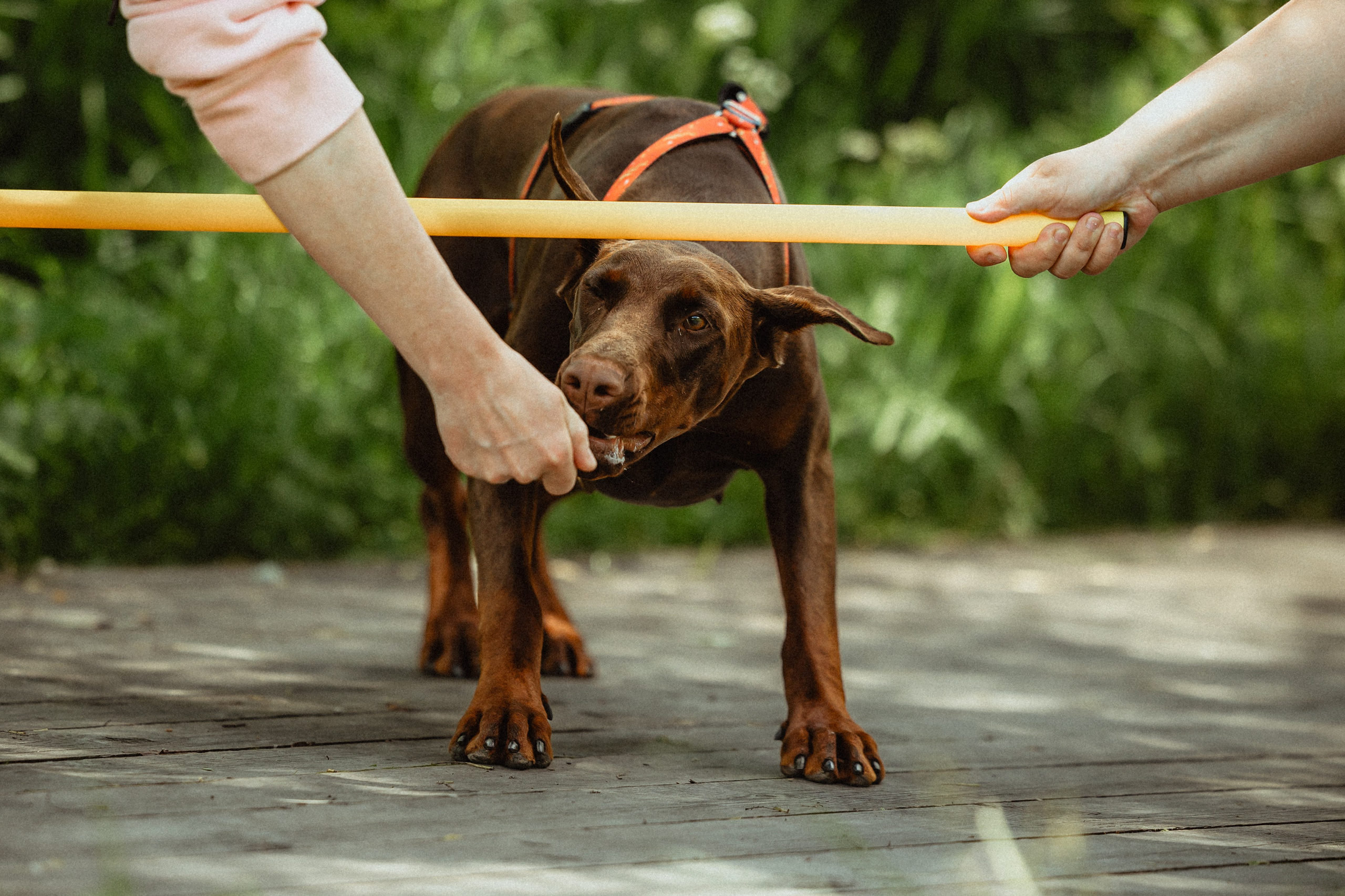 Выездной дог-тренинг от школы «Шерсть имею»