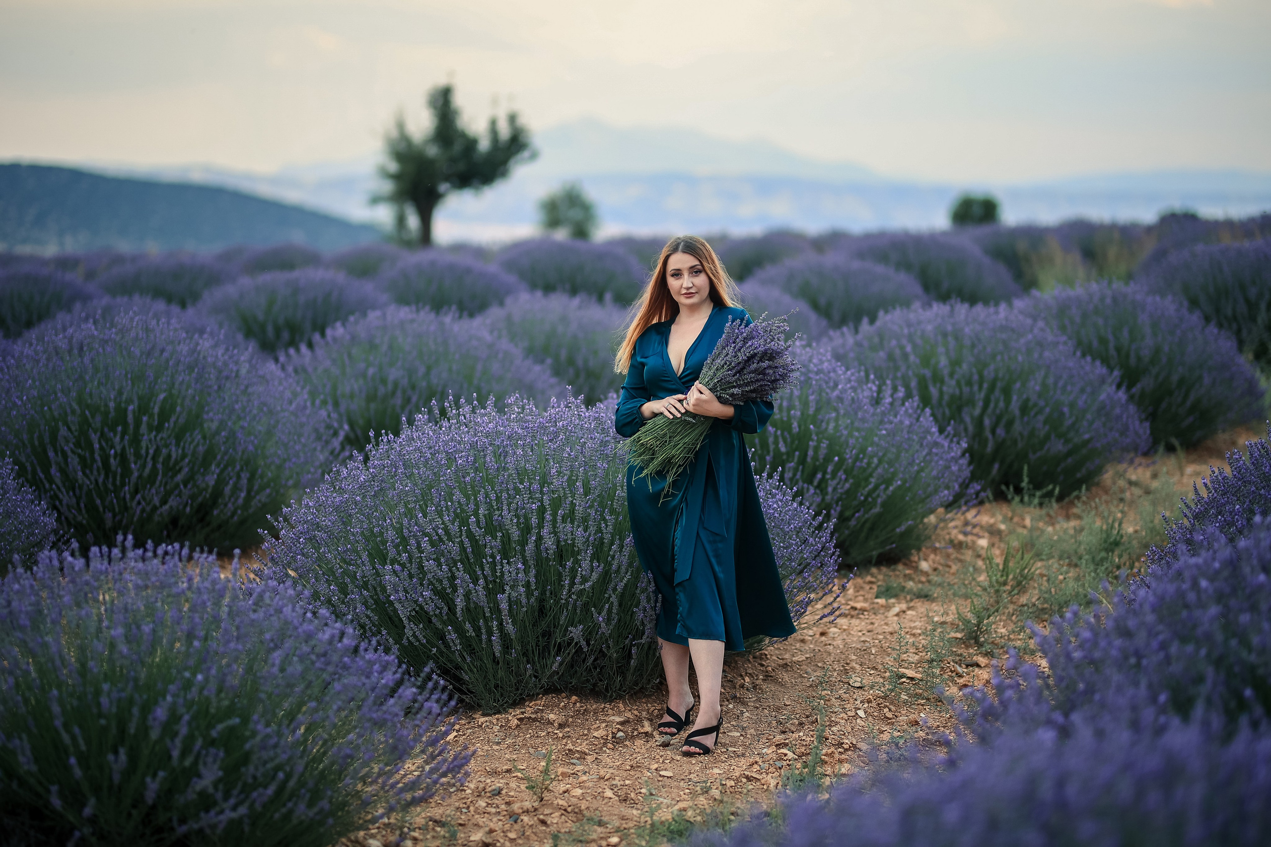 Lavender fields in Turkey