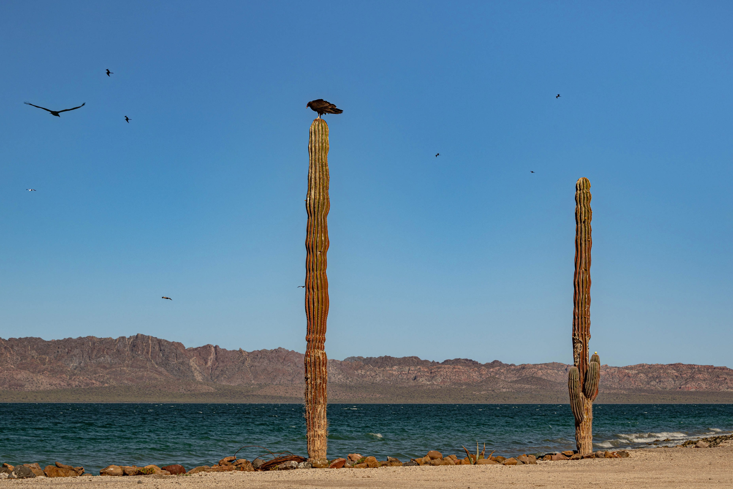 Нижняя Калифорния Playa Buenaventura. Фотограф Лара Кучина